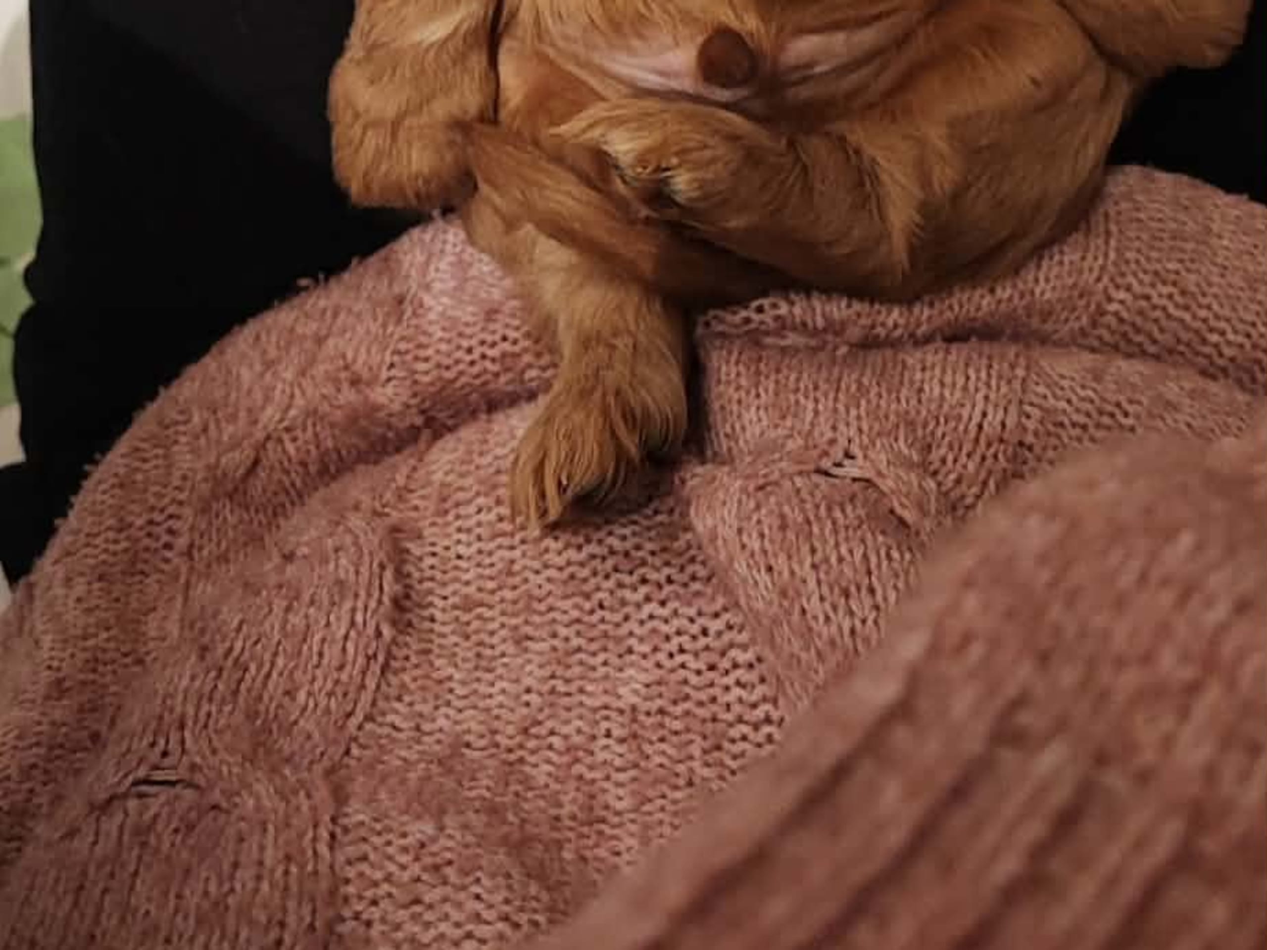 Cockalier · 2026-01-17 · Jät · Angelica S.