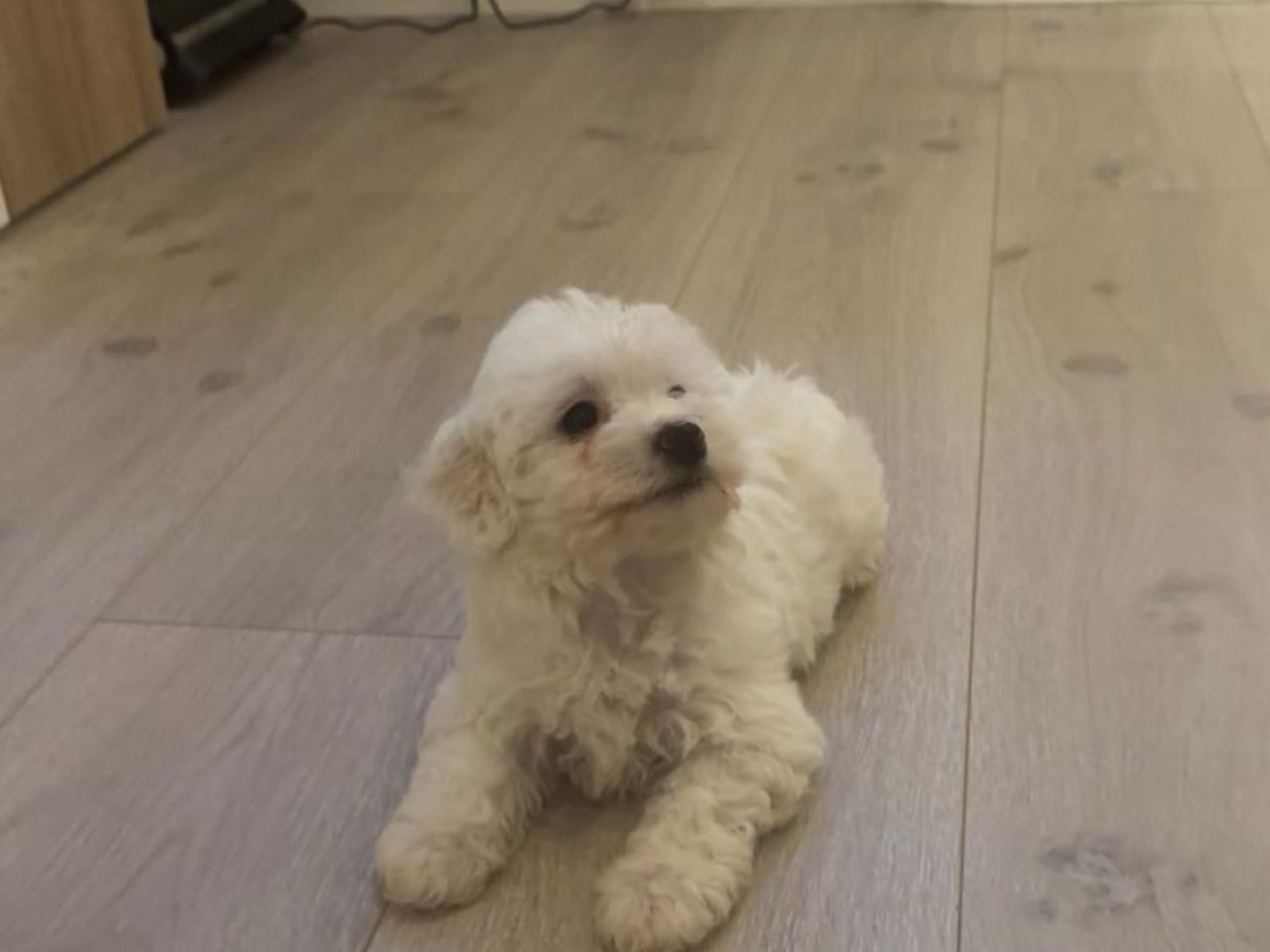 Bichon havanais