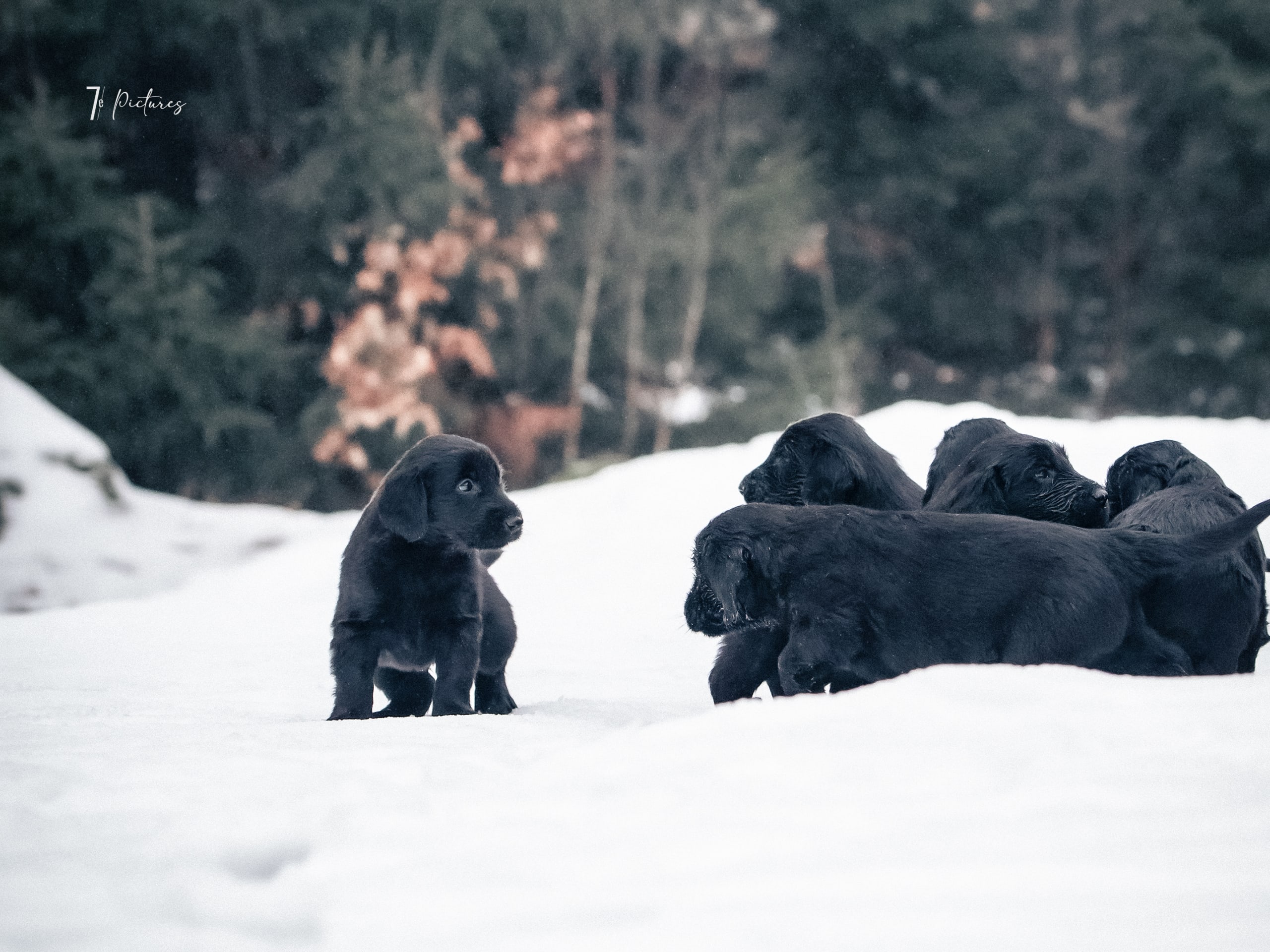 Flatcoated retriever