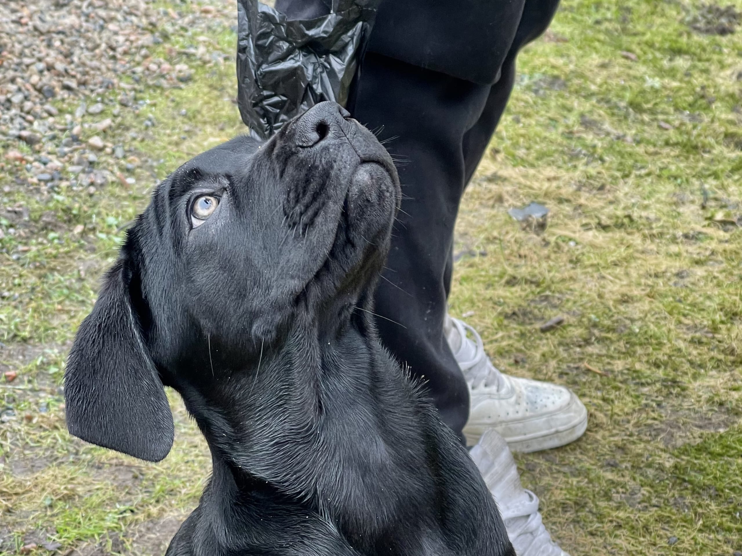 Blandras · 2025-12-07 · Frillesås · Weronika Z.