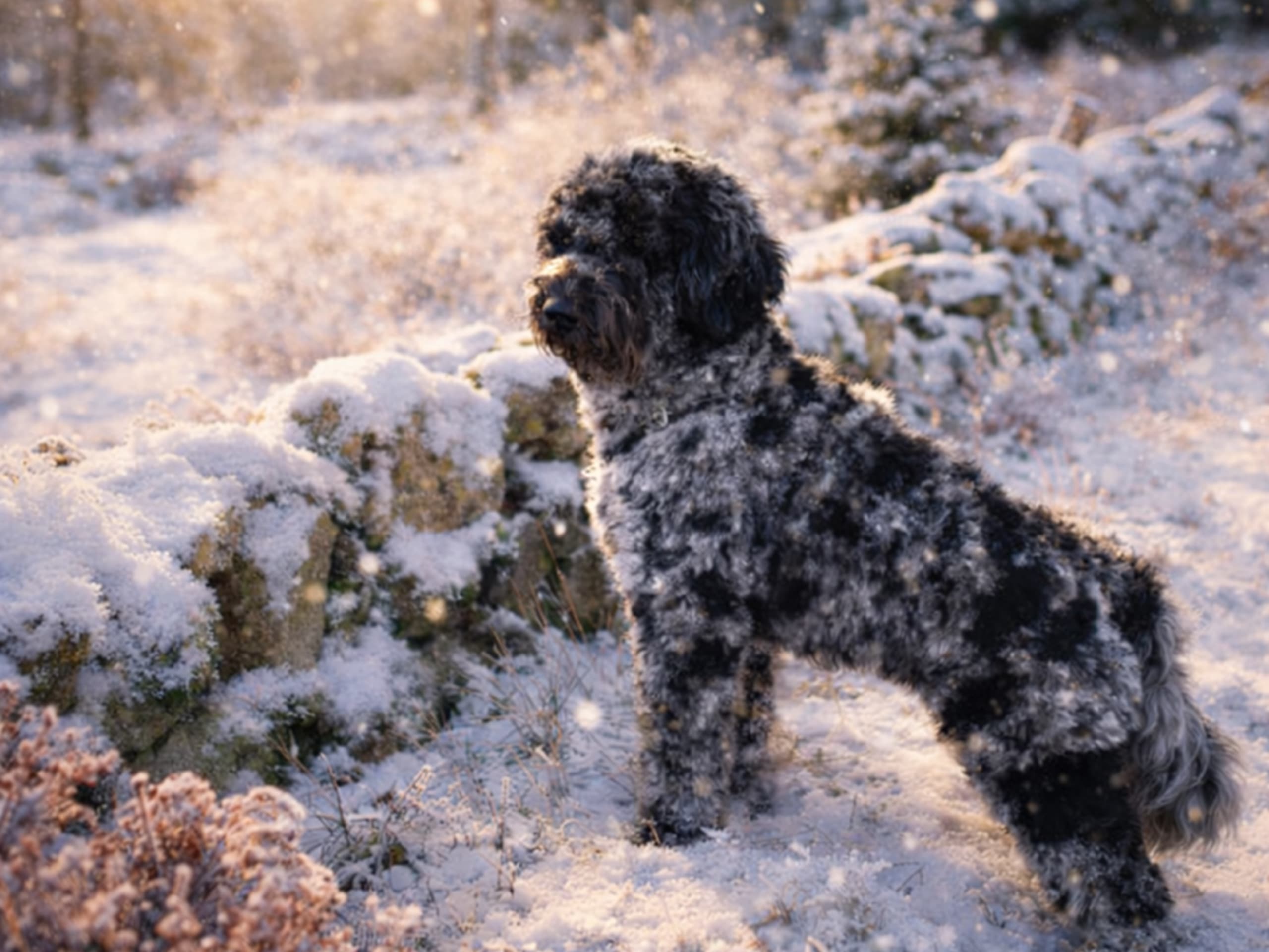 Labradoodle · 2026-05-01 · Gårdsjö · Devzdoodle