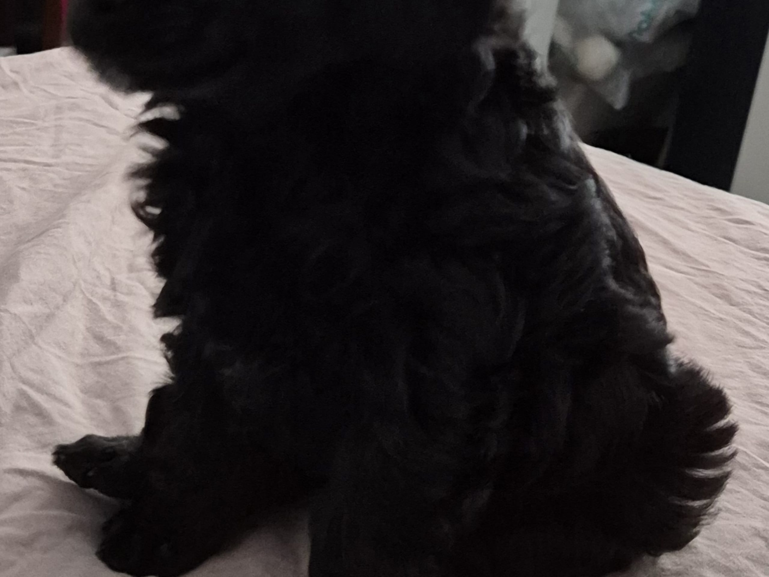 Cresterpoo · 2025-12-12 · Vara · Viktoria S.