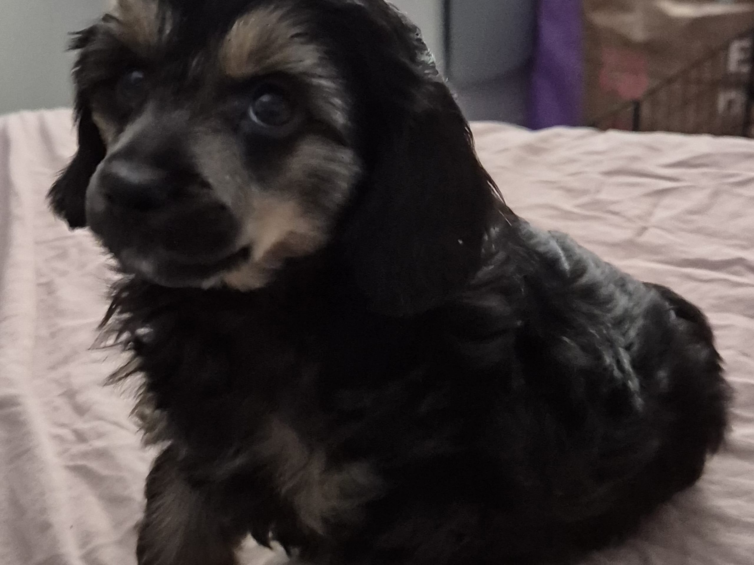 Cresterpoo · 2025-12-12 · Vara · Viktoria S.