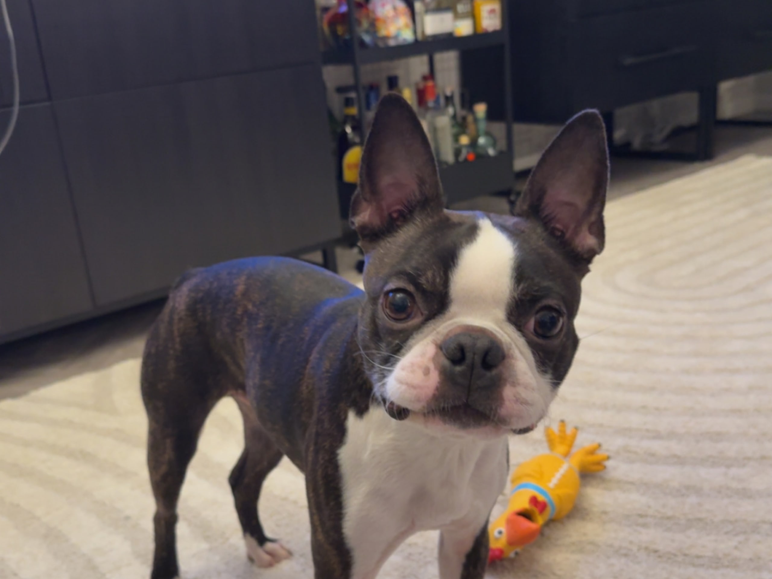 Bostonterrier