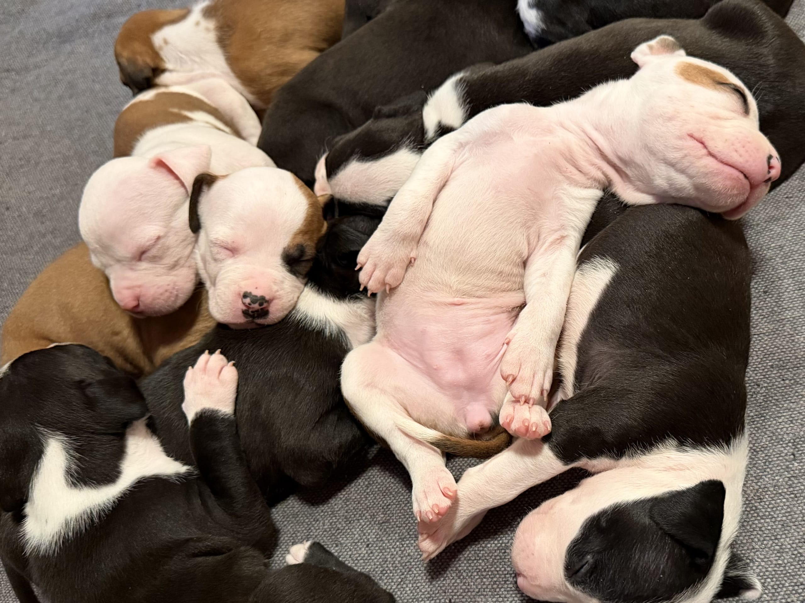 American staffordshire terrier