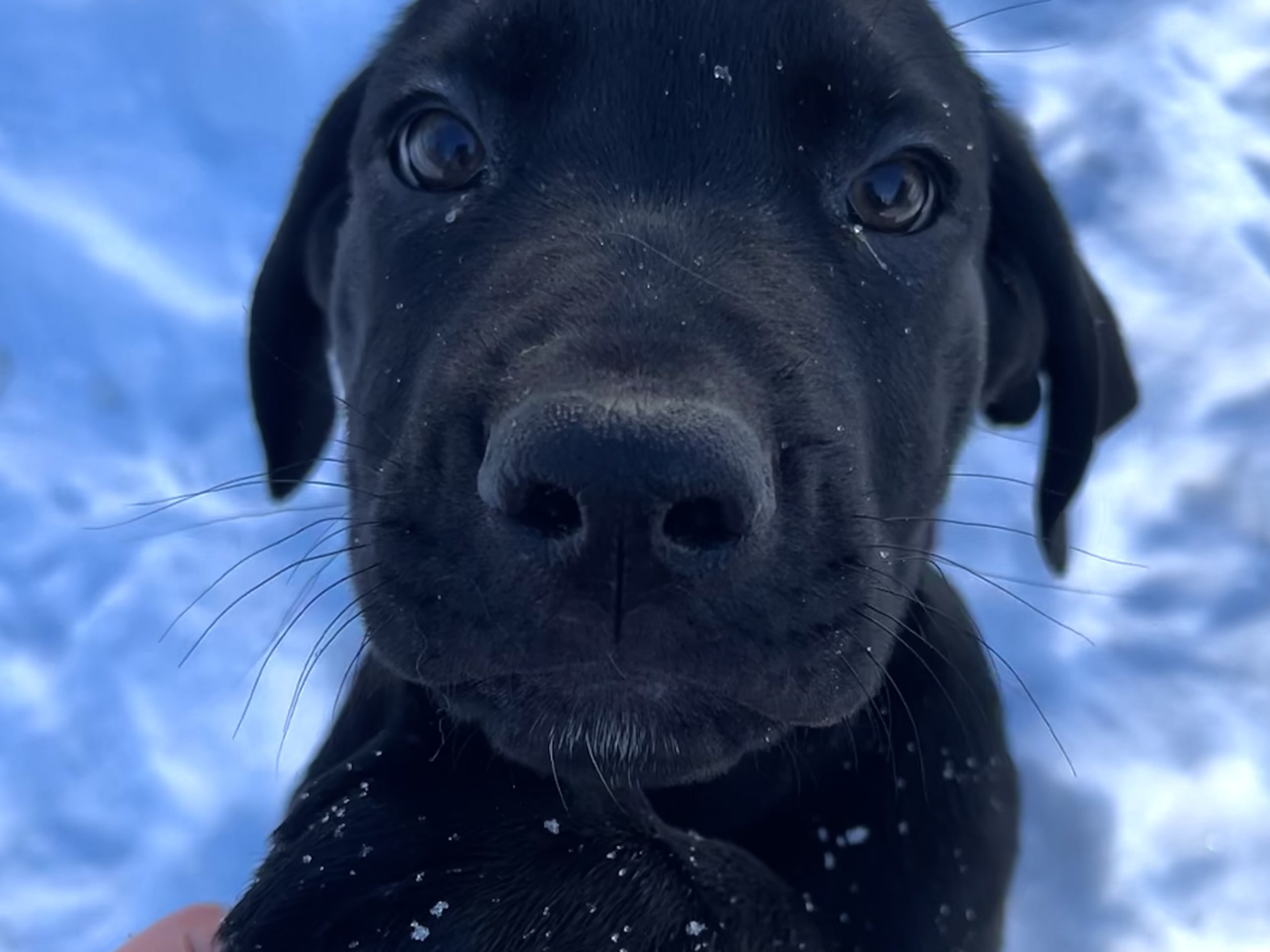 Blandras · 2025-12-07 · Frillesås · Weronika Z.