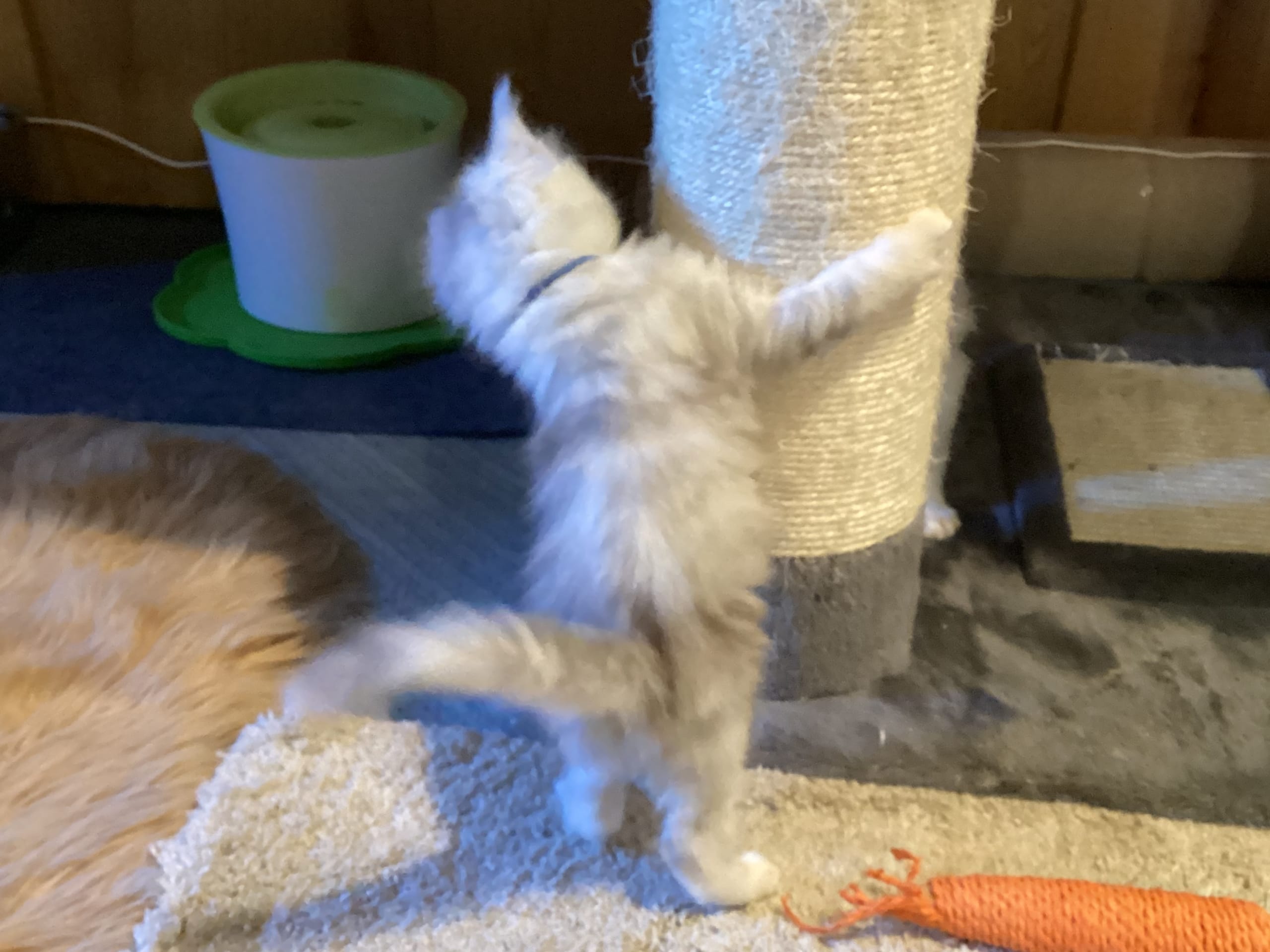 Maine Coon · 2026-02-10 · Kristiansand · NO* HavPerlen’s