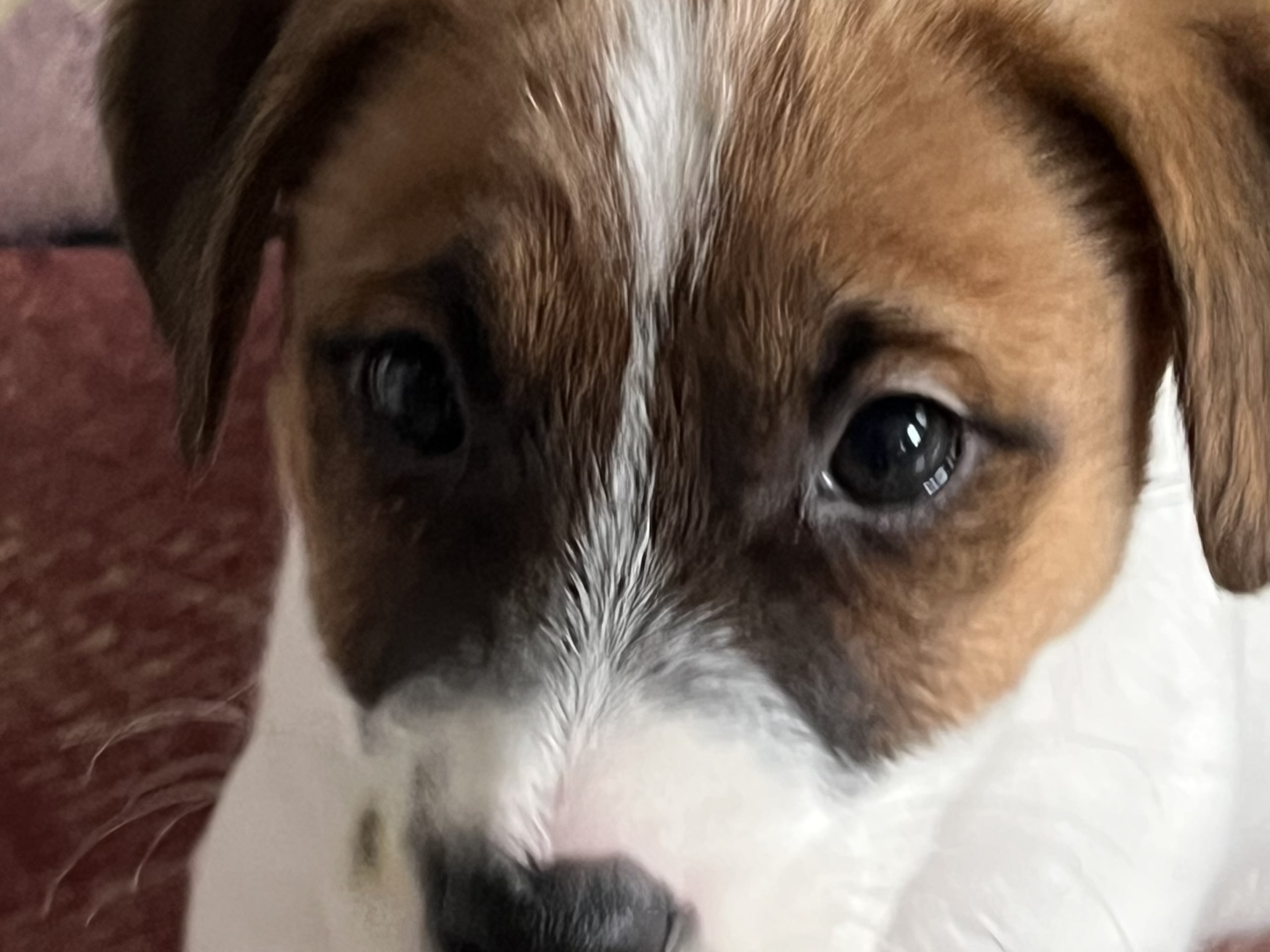 Jack russell terrier