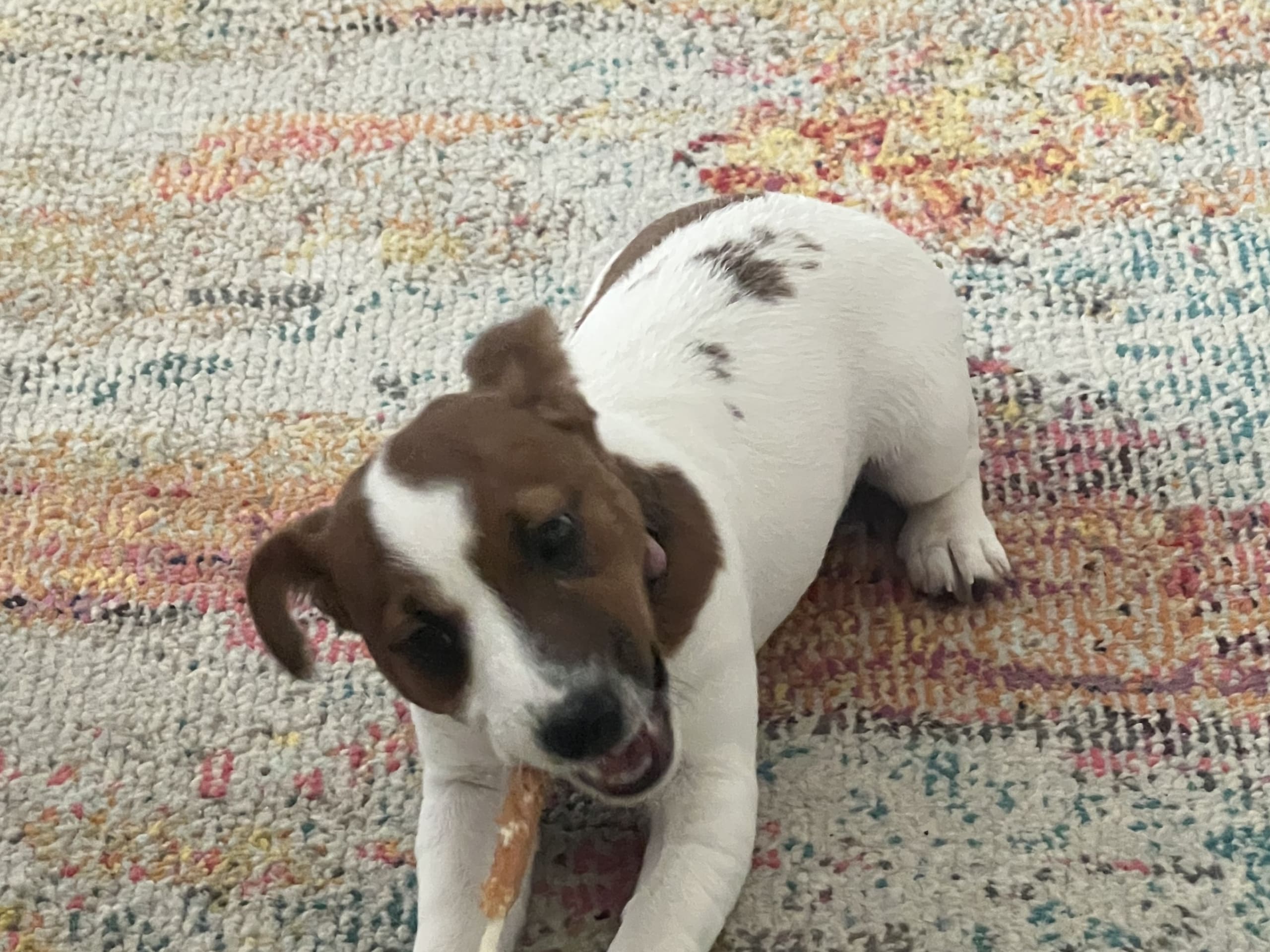 Jack russell terrier