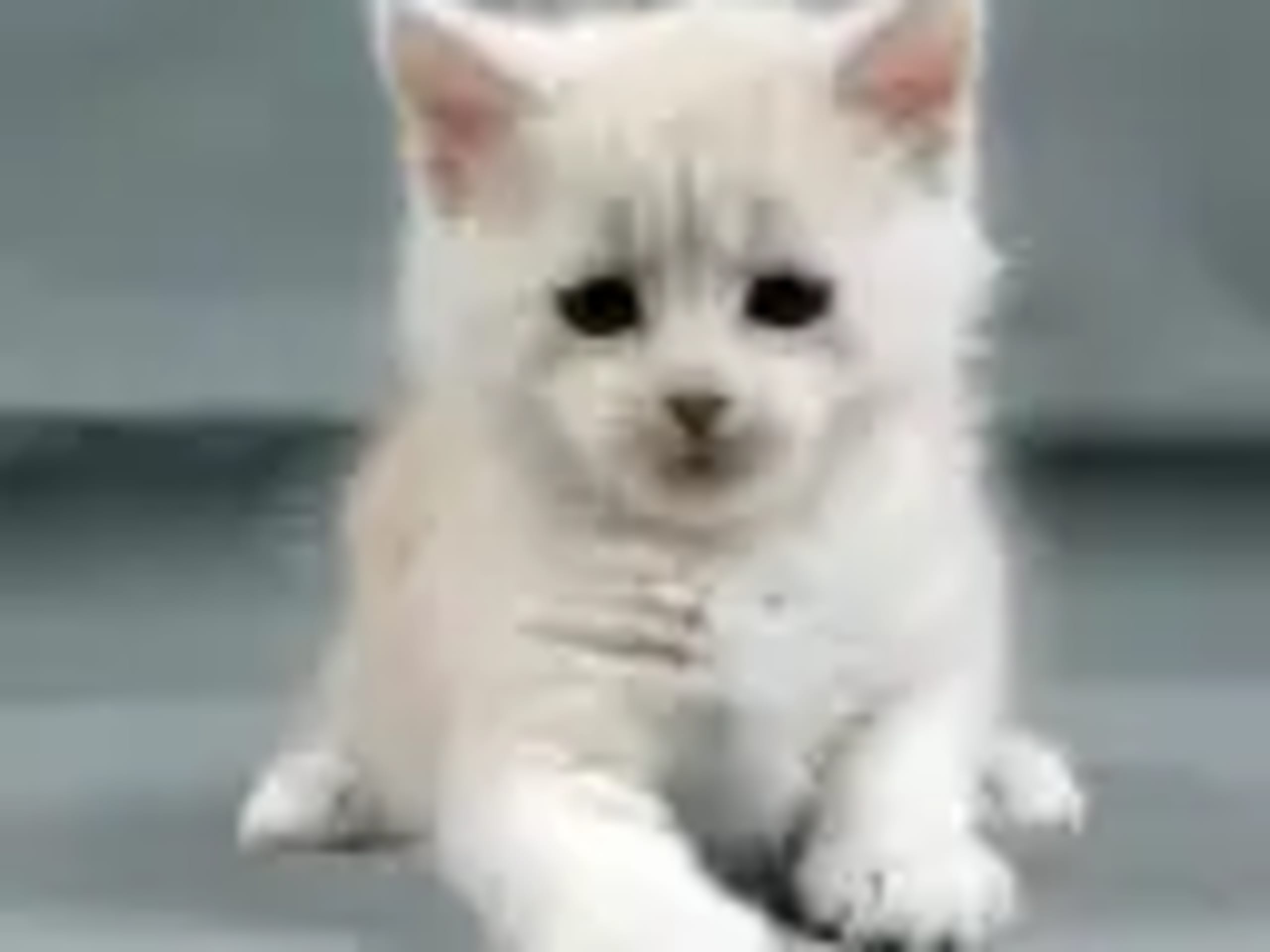 Maine Coon · 2026-01-16 · Västra Frölunda · Dagdrivarn