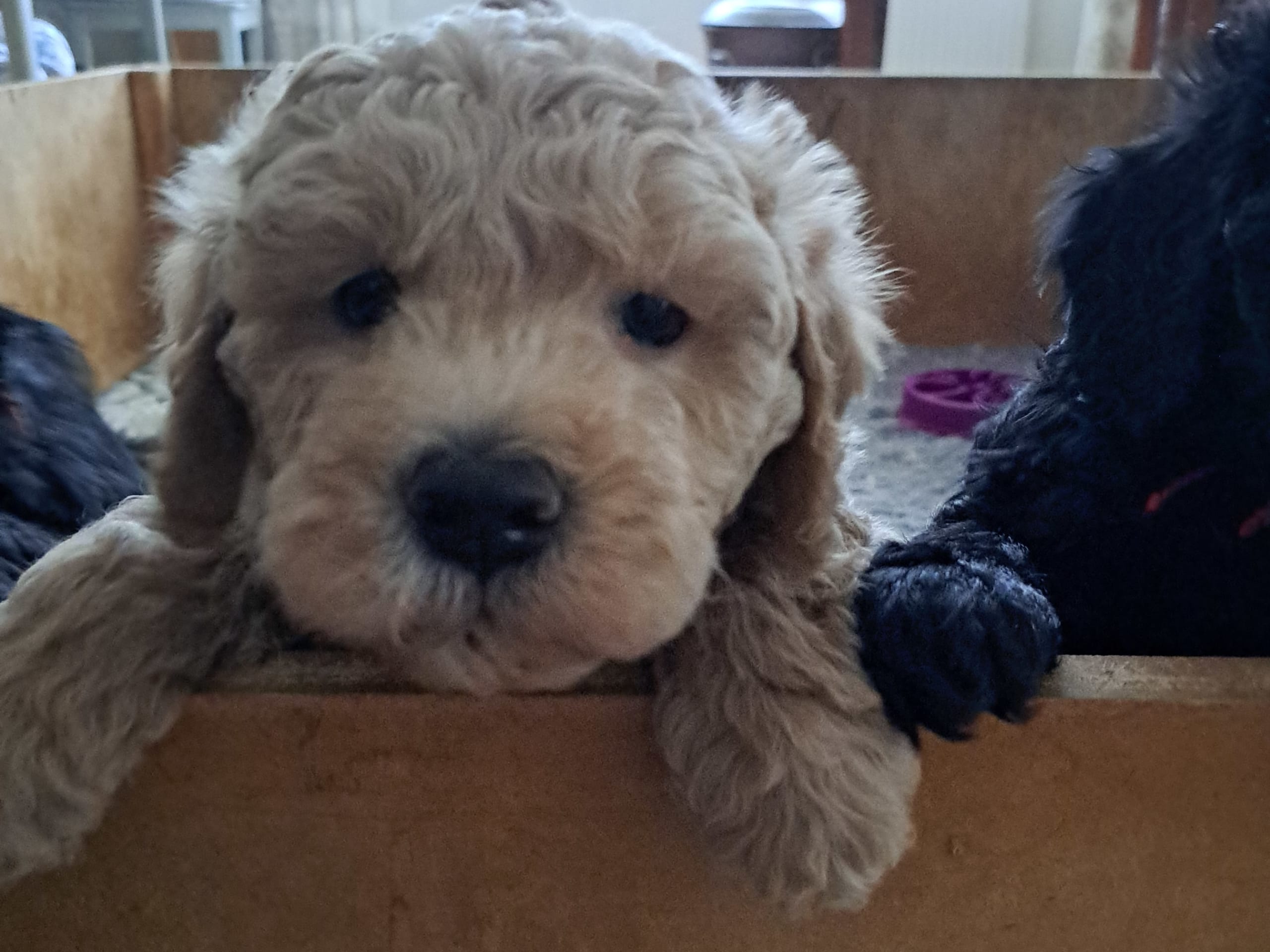 multigen Labradoodle · 2026-01-10 · Bromma · Abralabradoo