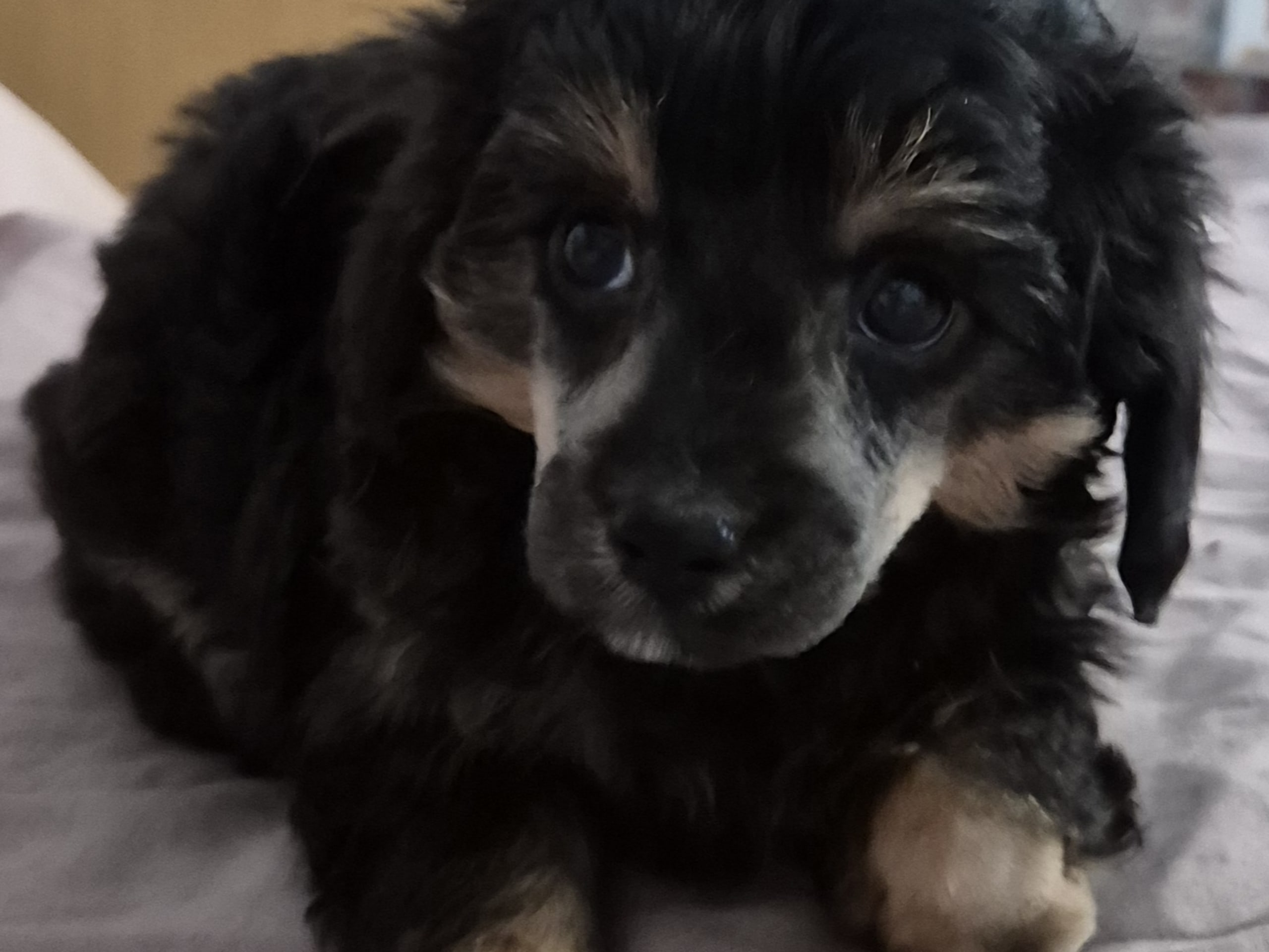 Cresterpoo · 2025-12-12 · Vara · Viktoria S.