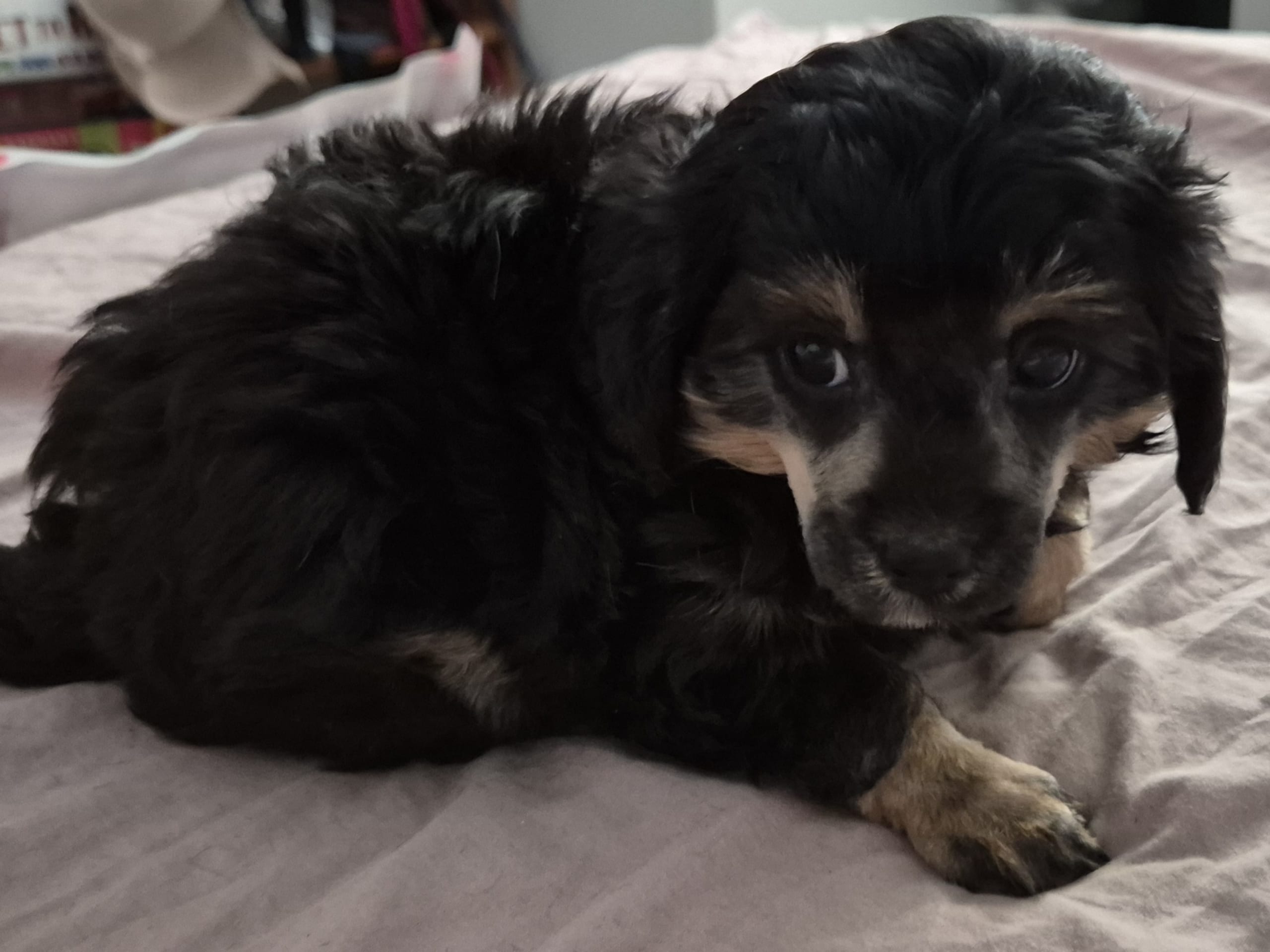 Cresterpoo · 2025-12-12 · Vara · Viktoria S.