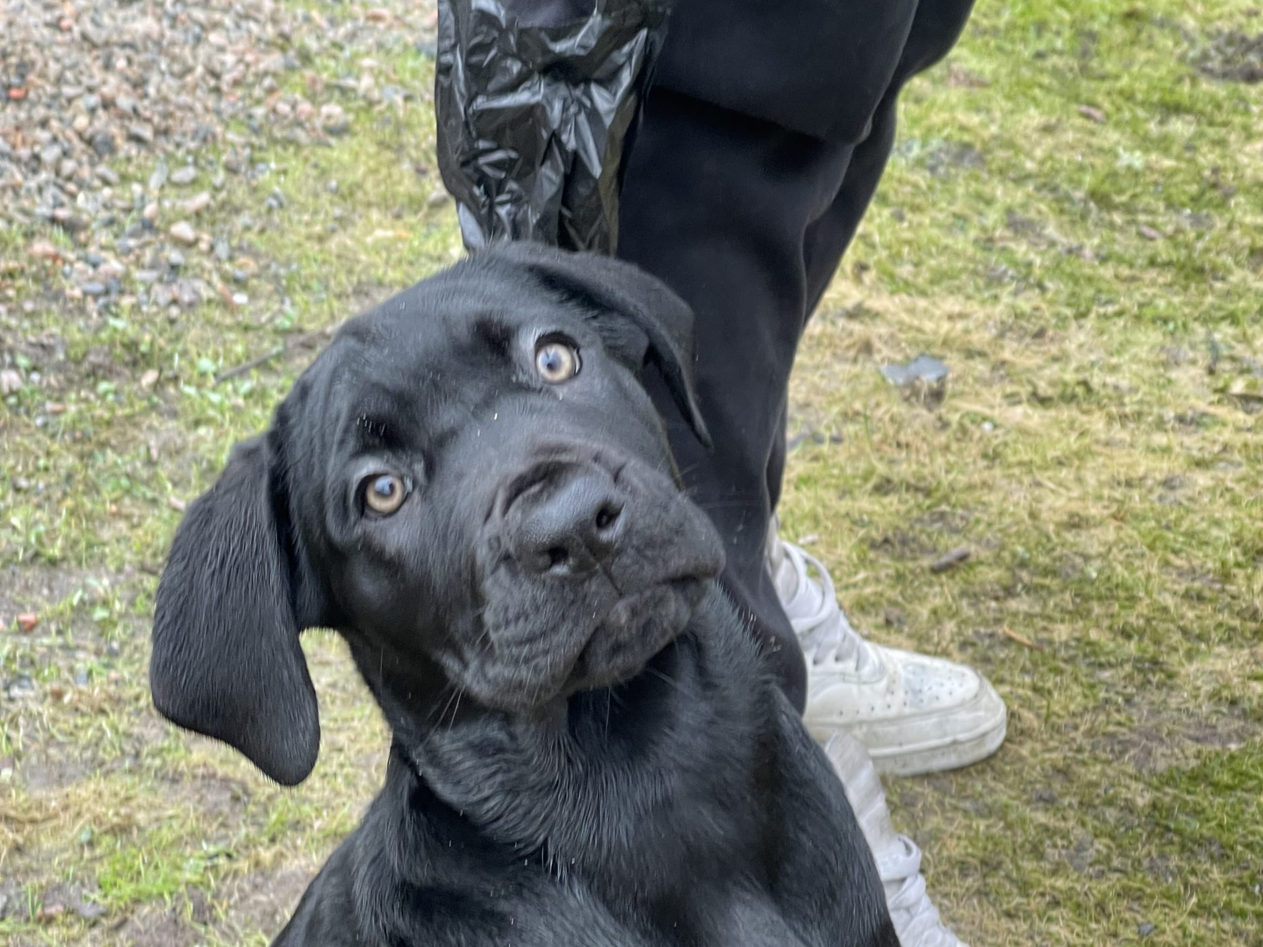 Blandras · 2025-12-07 · Frillesås · Weronika Z.