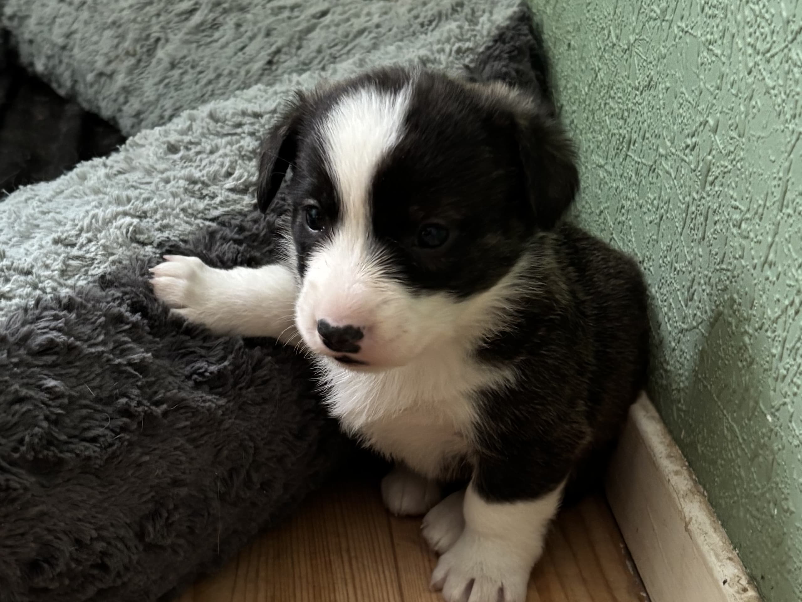 Welsh corgi cardigan