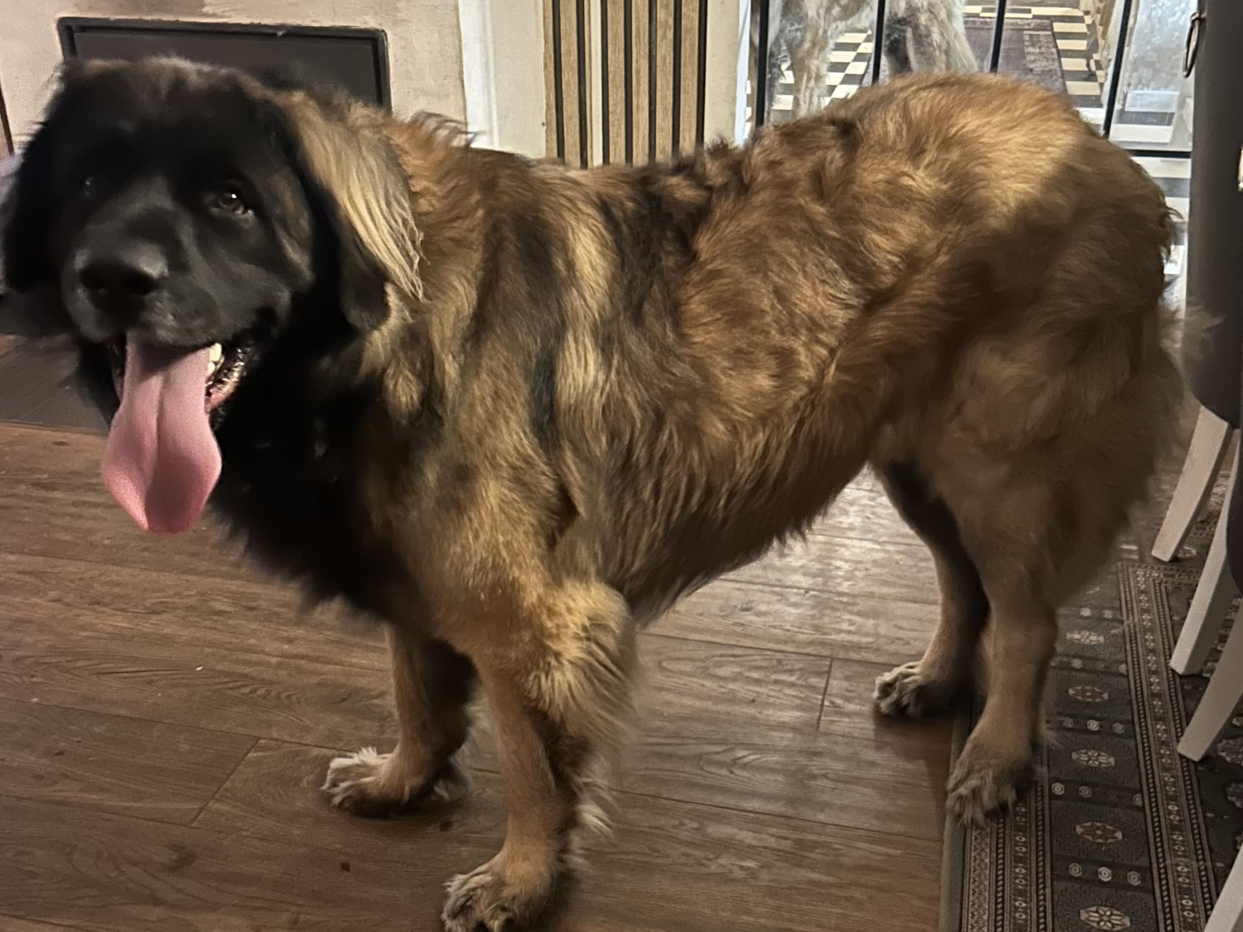 Leonberger · 2026-01-10 · Sävsjö · VARGBITEN'S