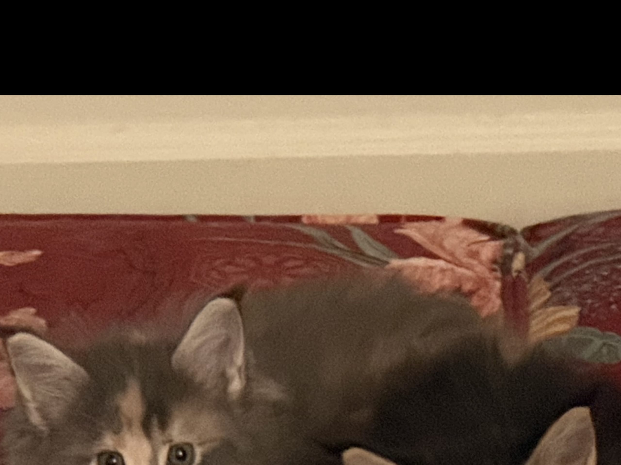 Maine Coon · 2026-01-01 · Bagarmossen · SE*Damajo’s katteri