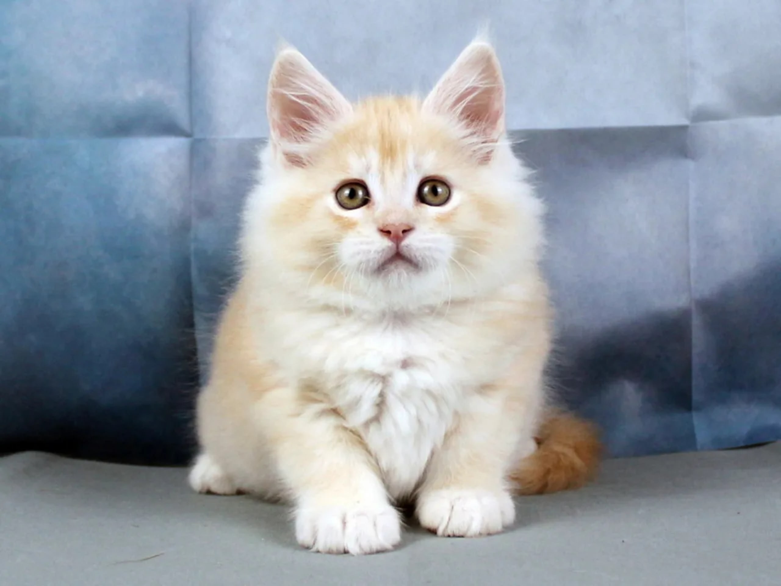 Maine Coon · 2026-01-16 · Västra Frölunda · Dagdrivarn