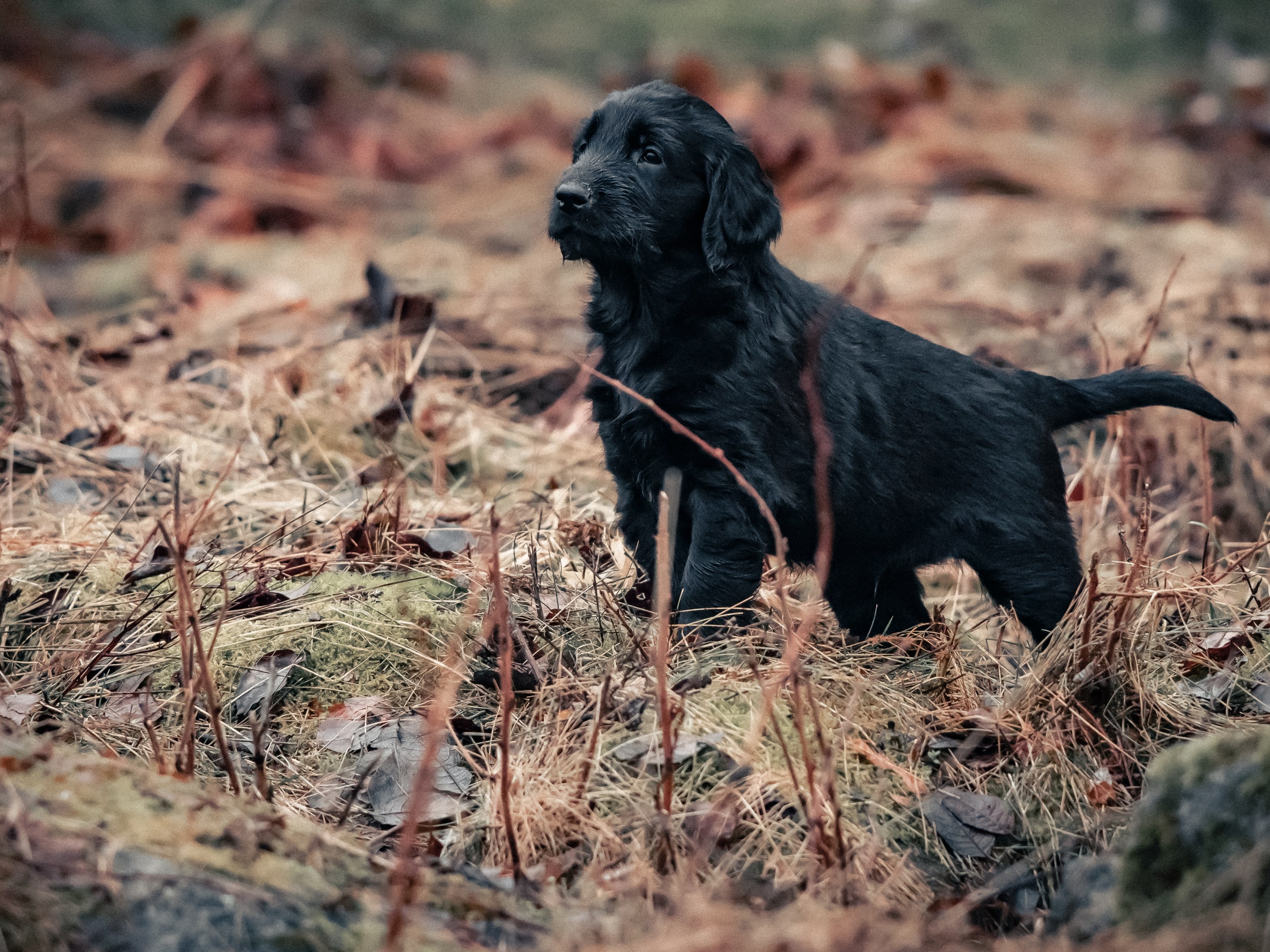 Flatcoated retriever