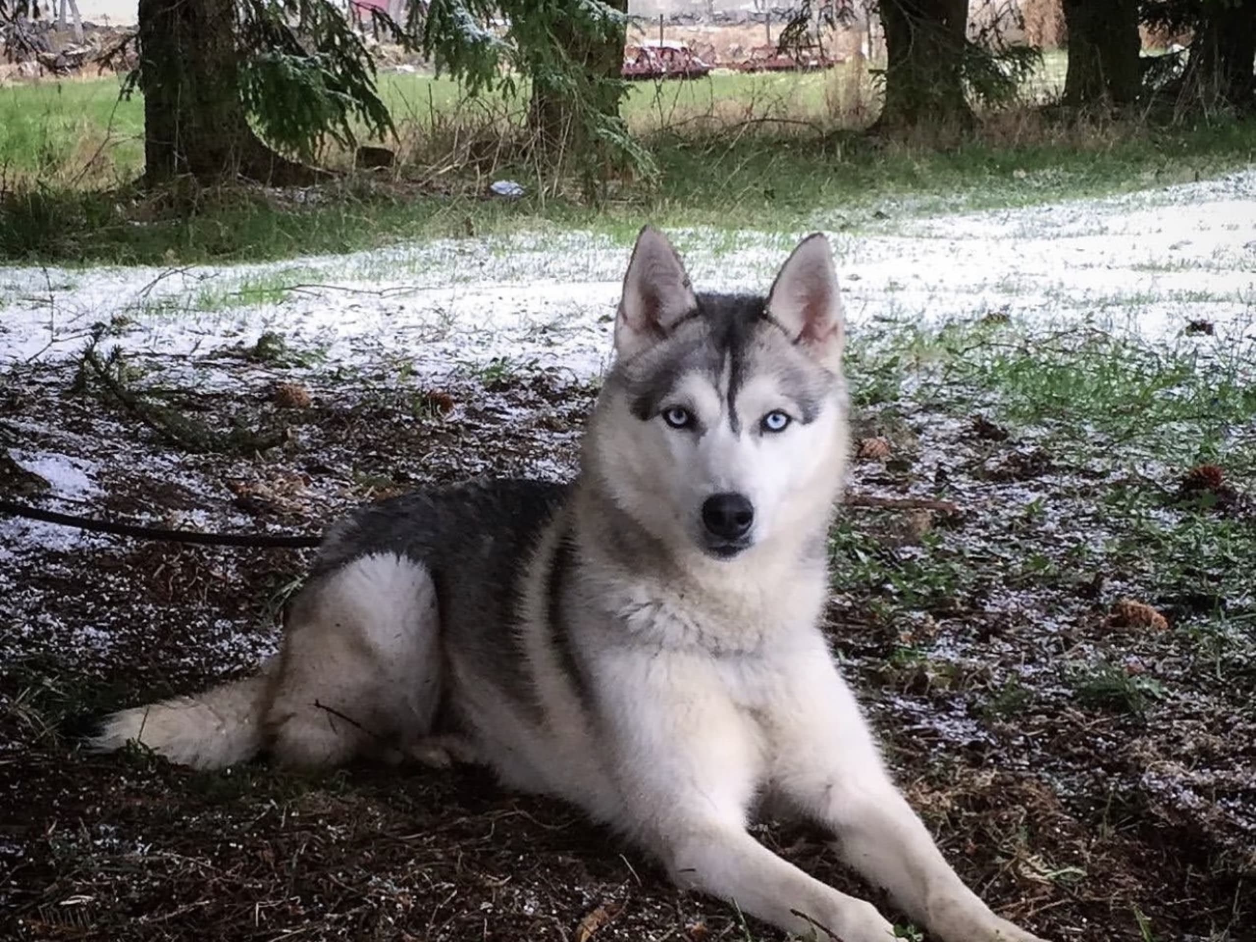 Siberian husky