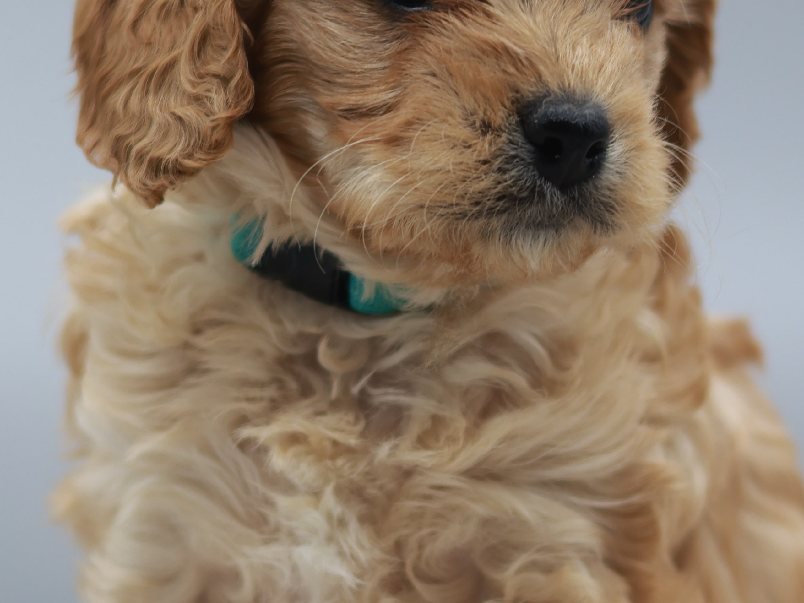 Cavapoo