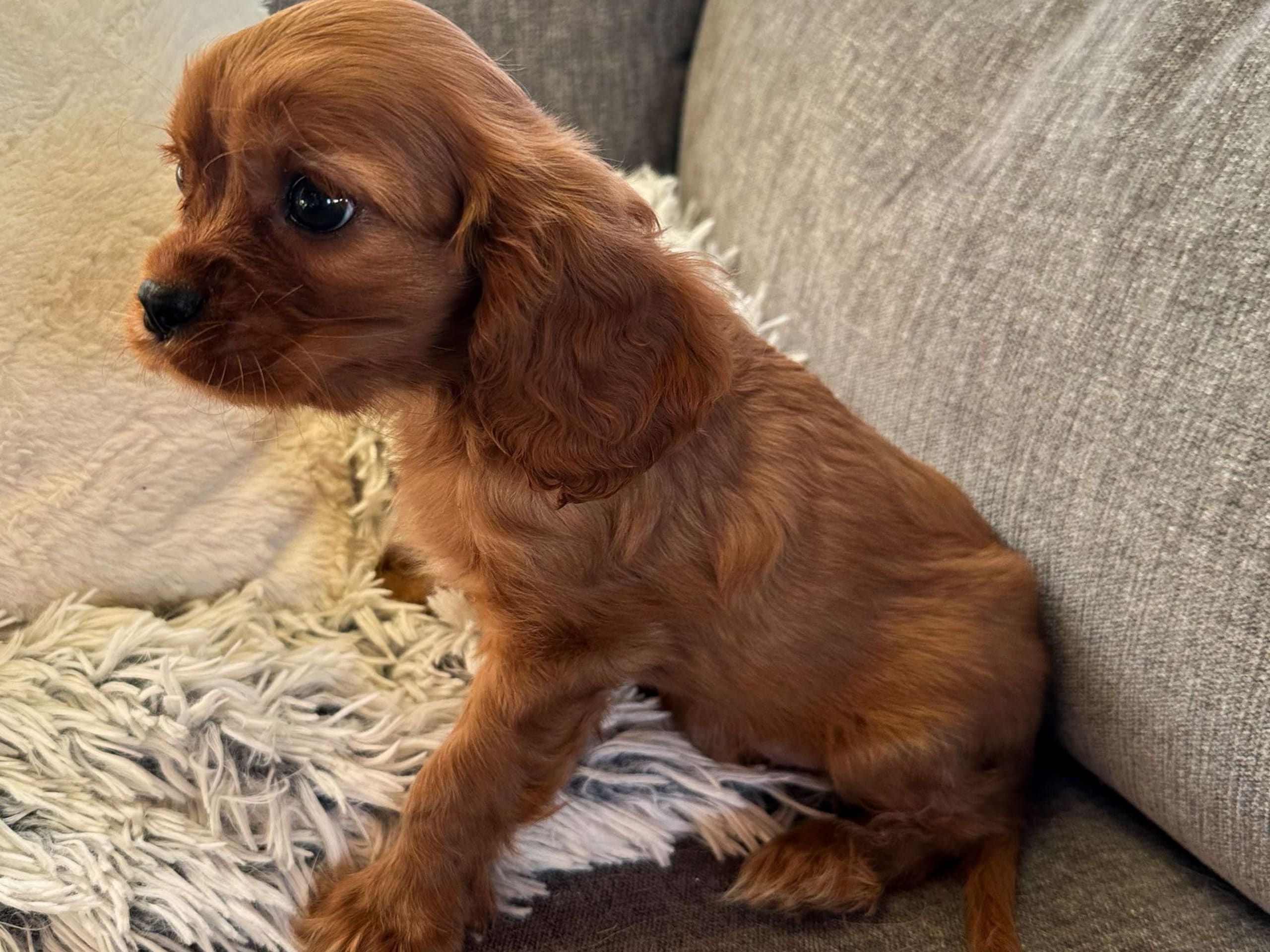 Cavalier king charles spaniel