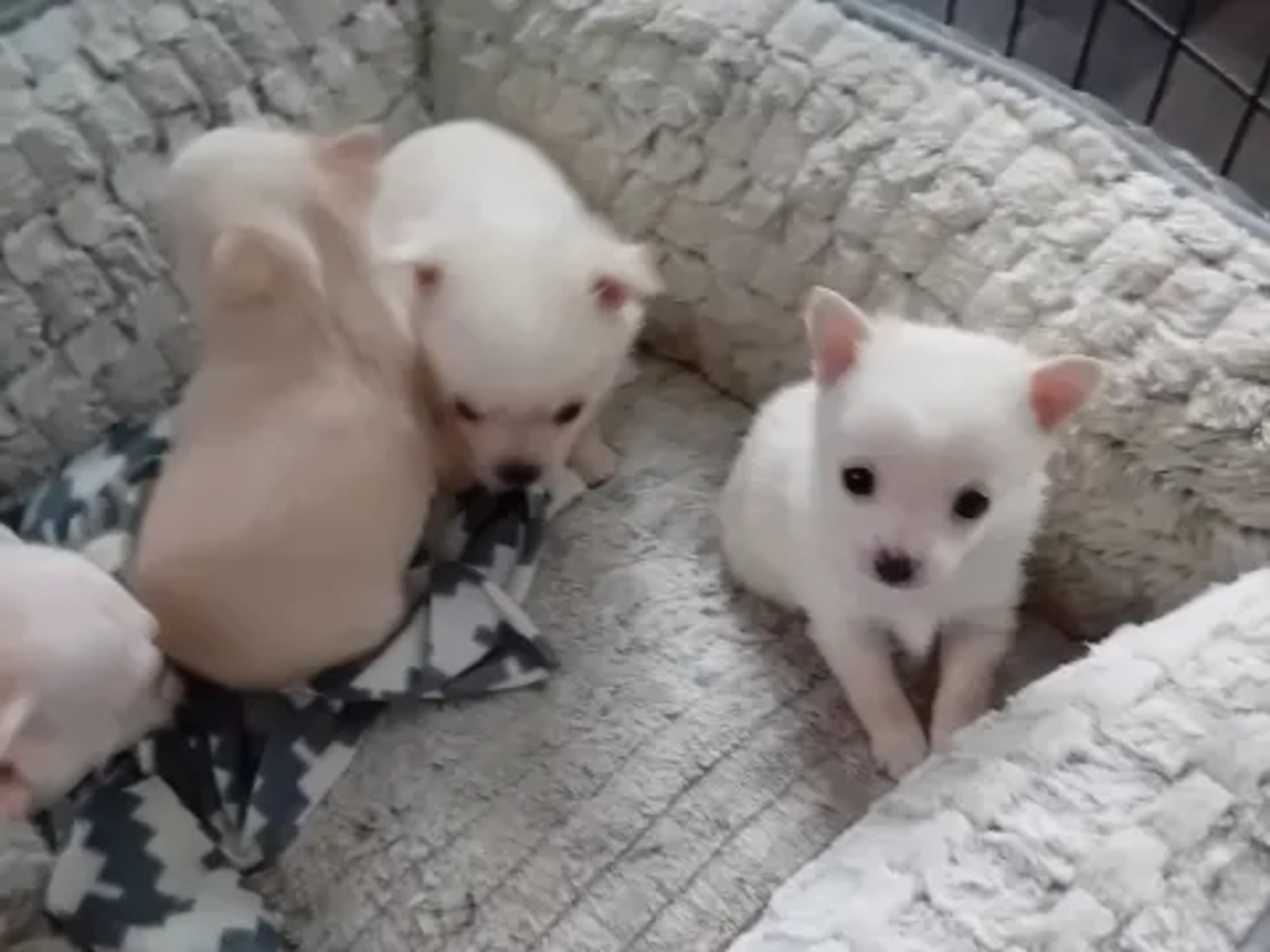 Pomchi · 2026-01-26 · Svenljunga · Sirpa O.