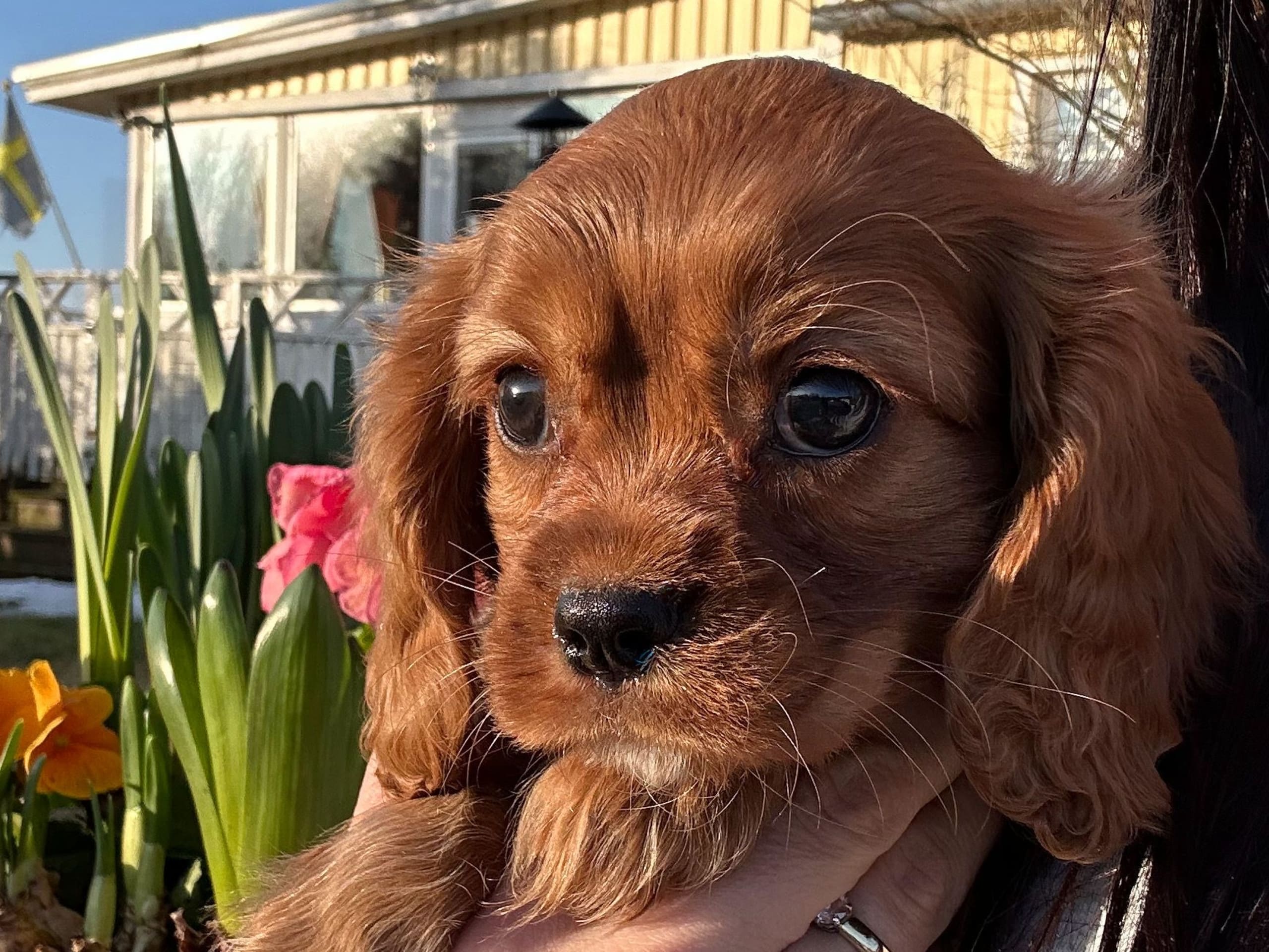 Cavalier king charles spaniel