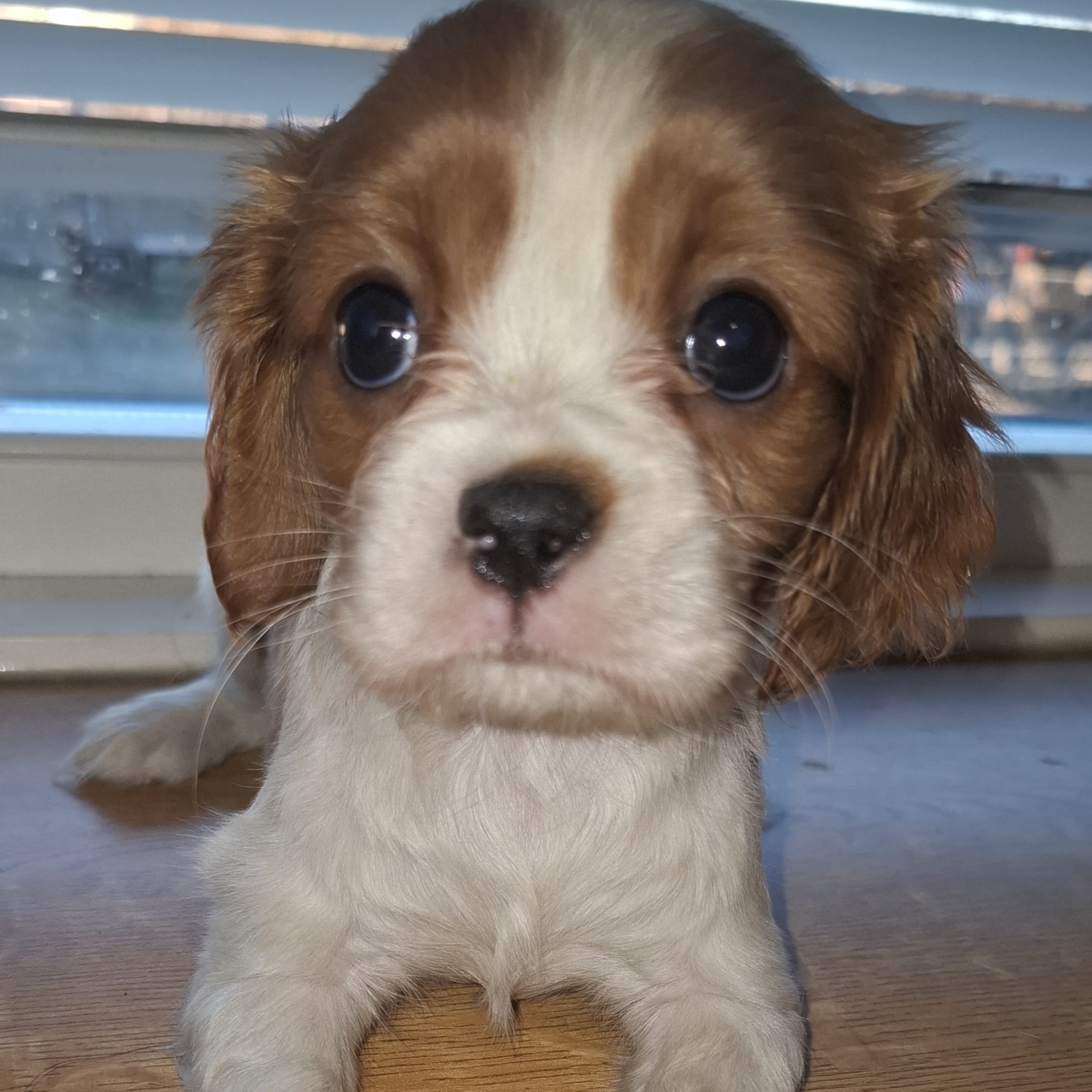 Cavalier king charles spaniel