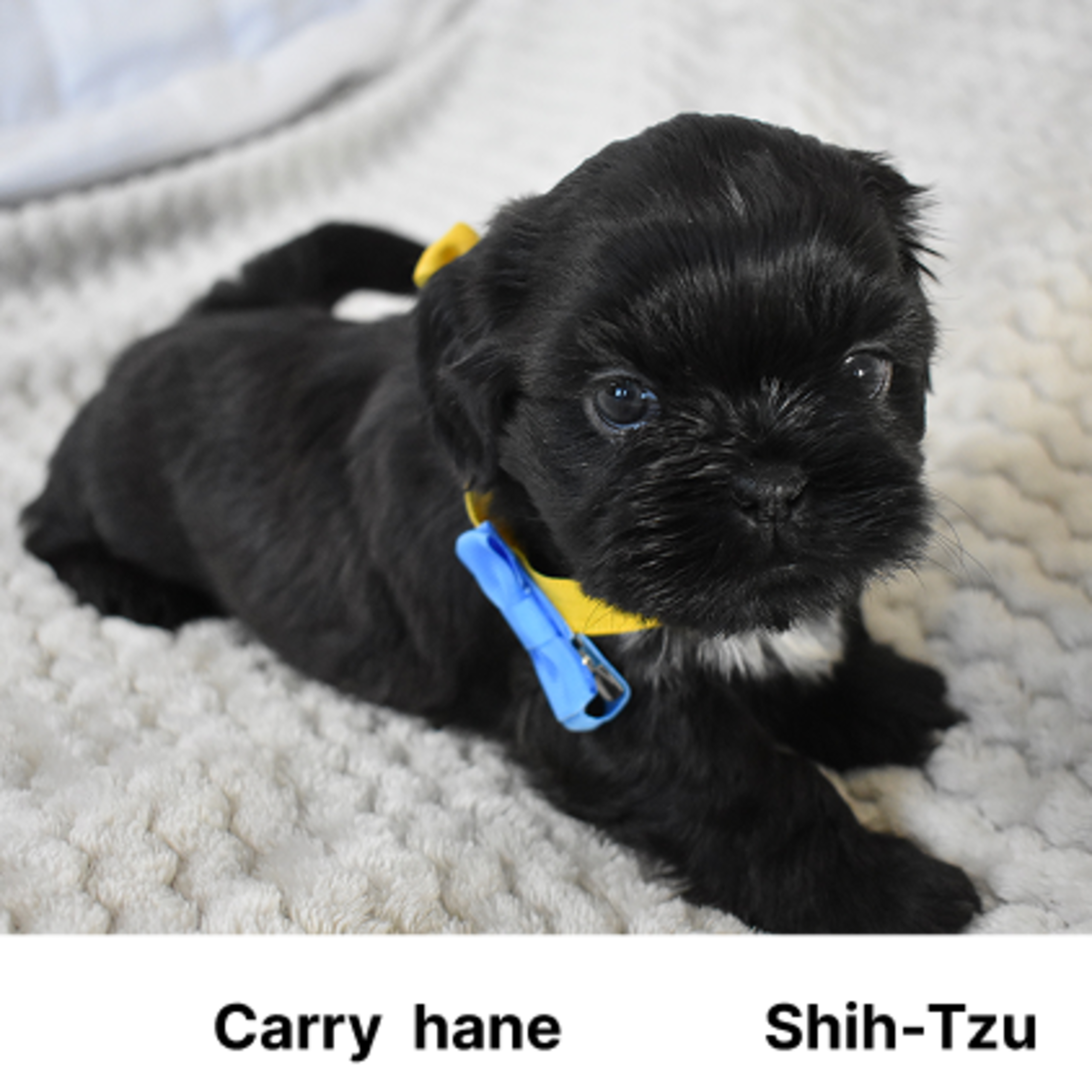Shih Tzu
