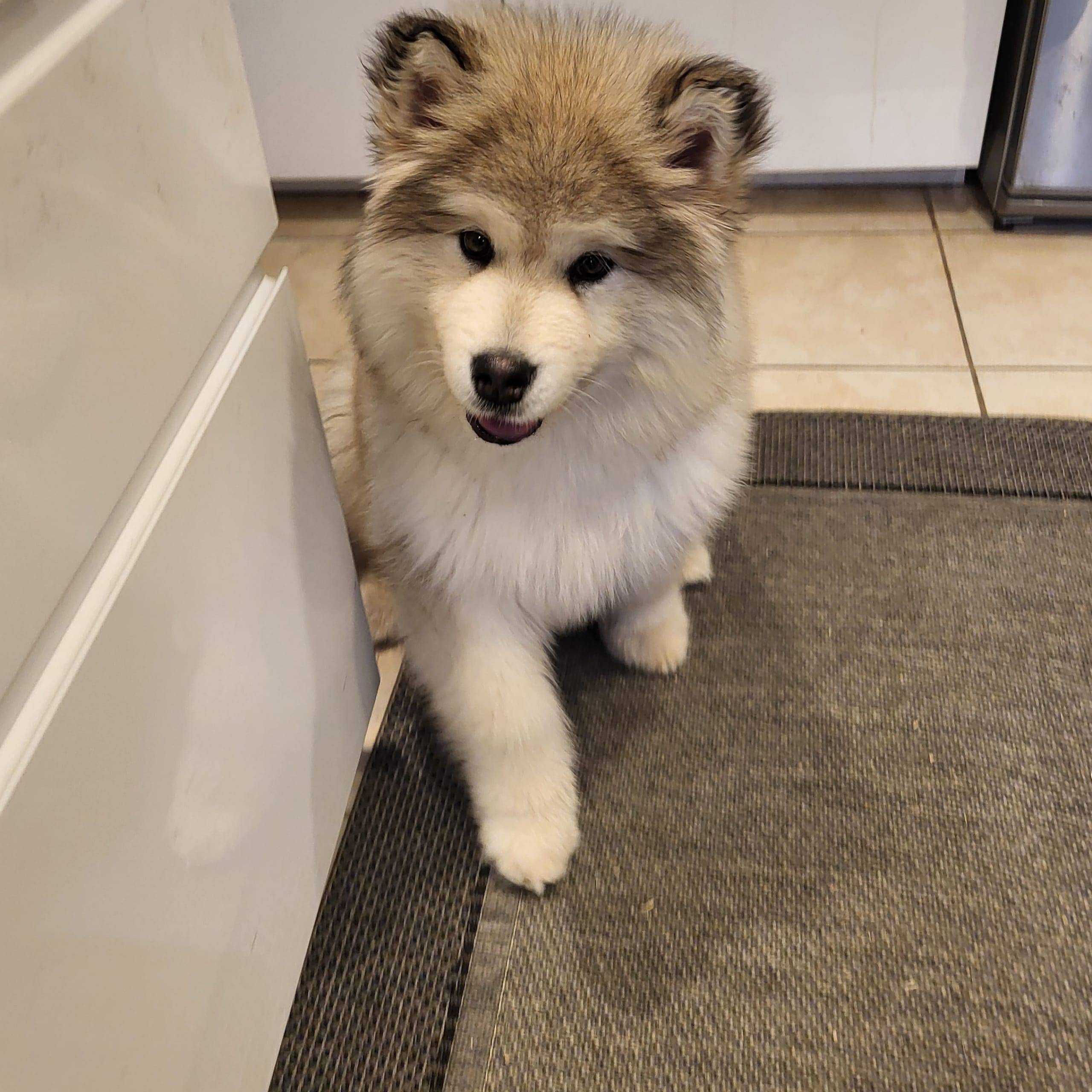 Alaskan Malamute