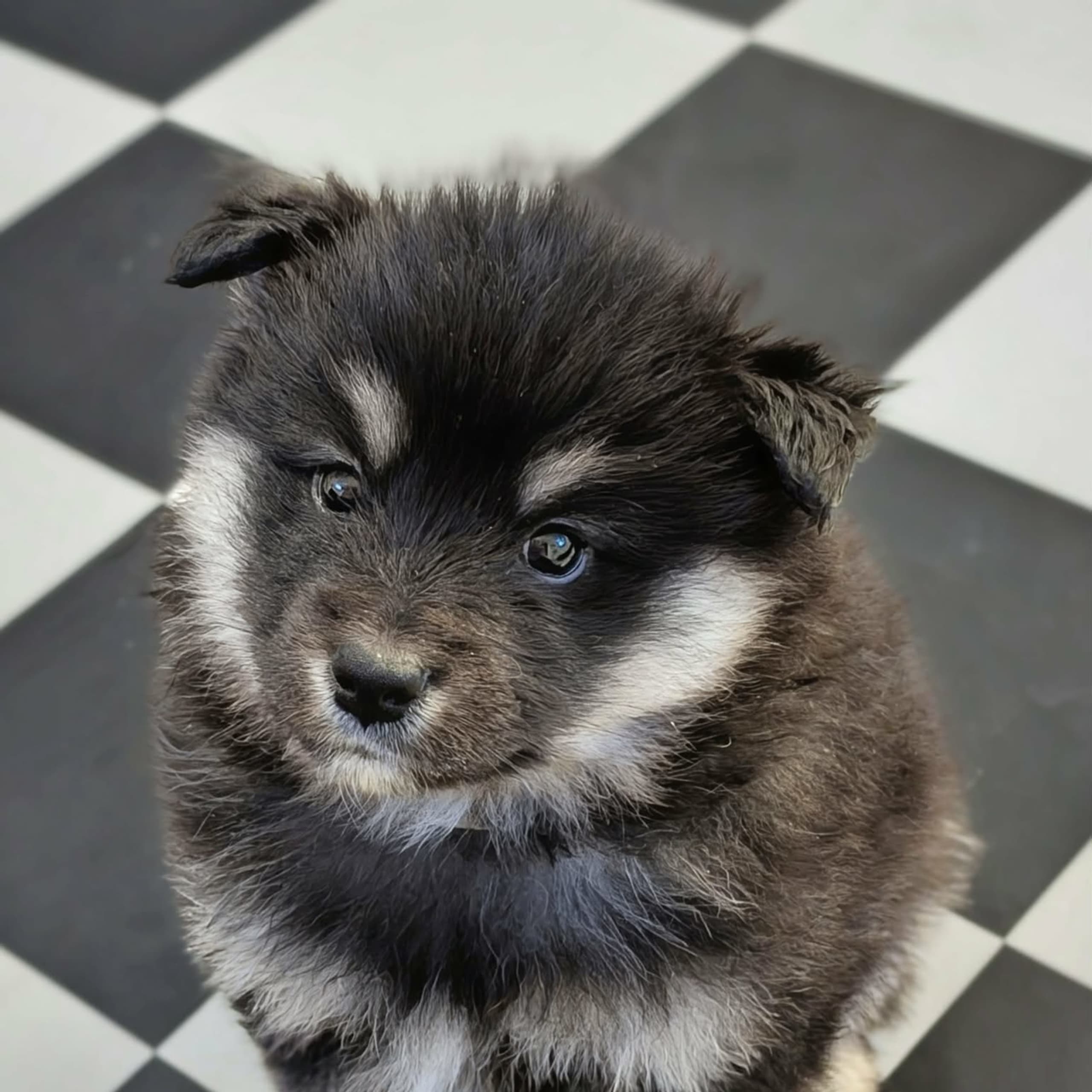 Finsk lapphund