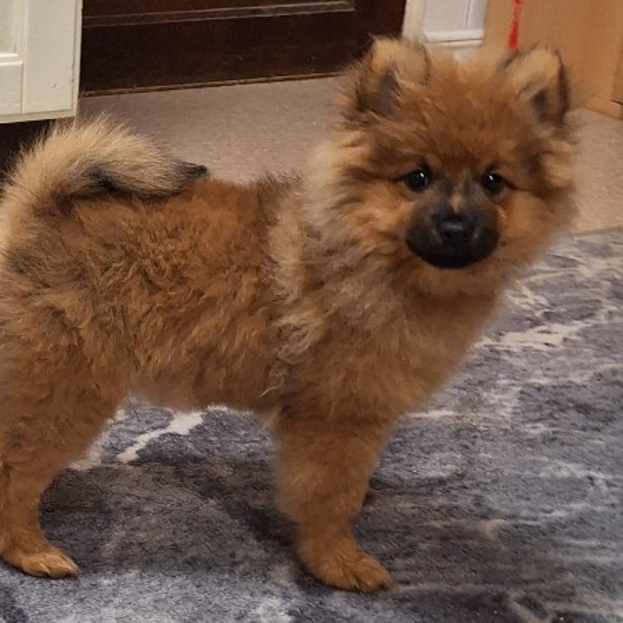 Tysk spets – mittelspitz