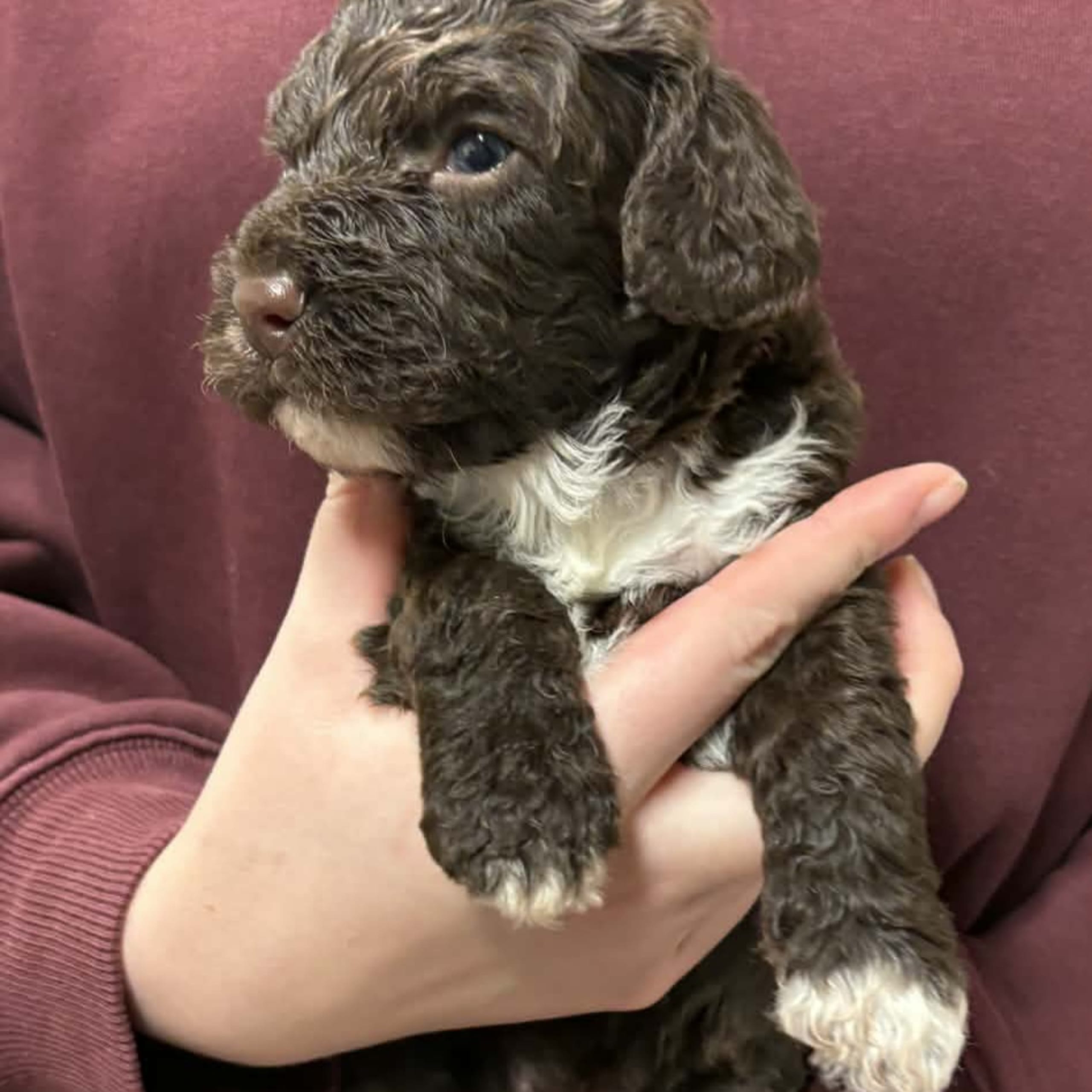 Perro de Agua Espanol