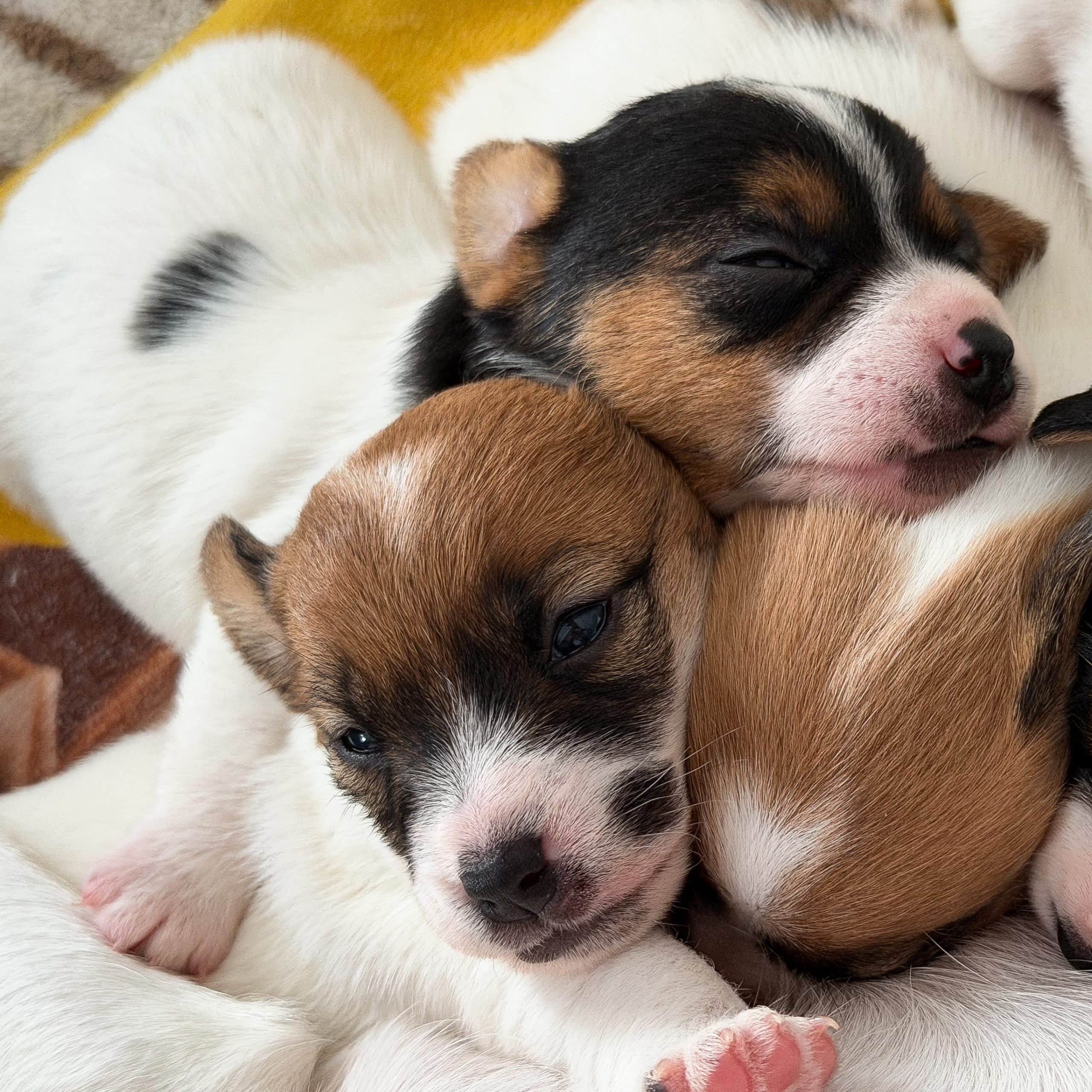 Jack Russell Terrier