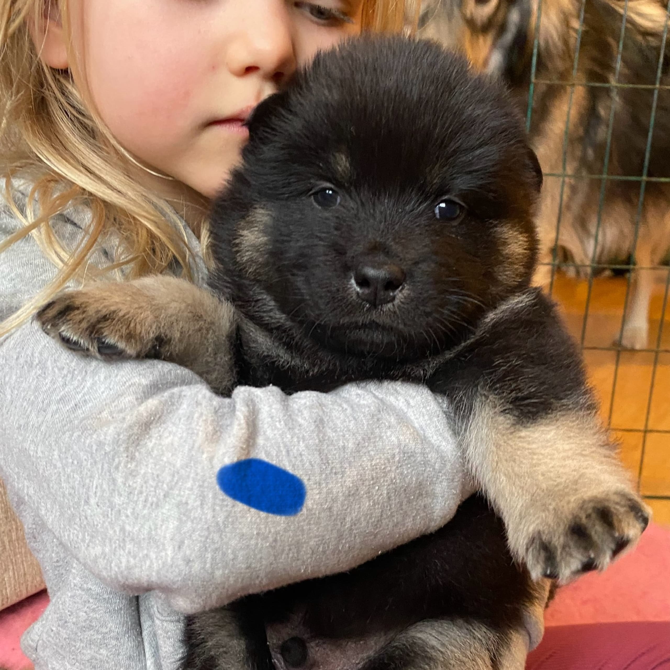 Eurasier