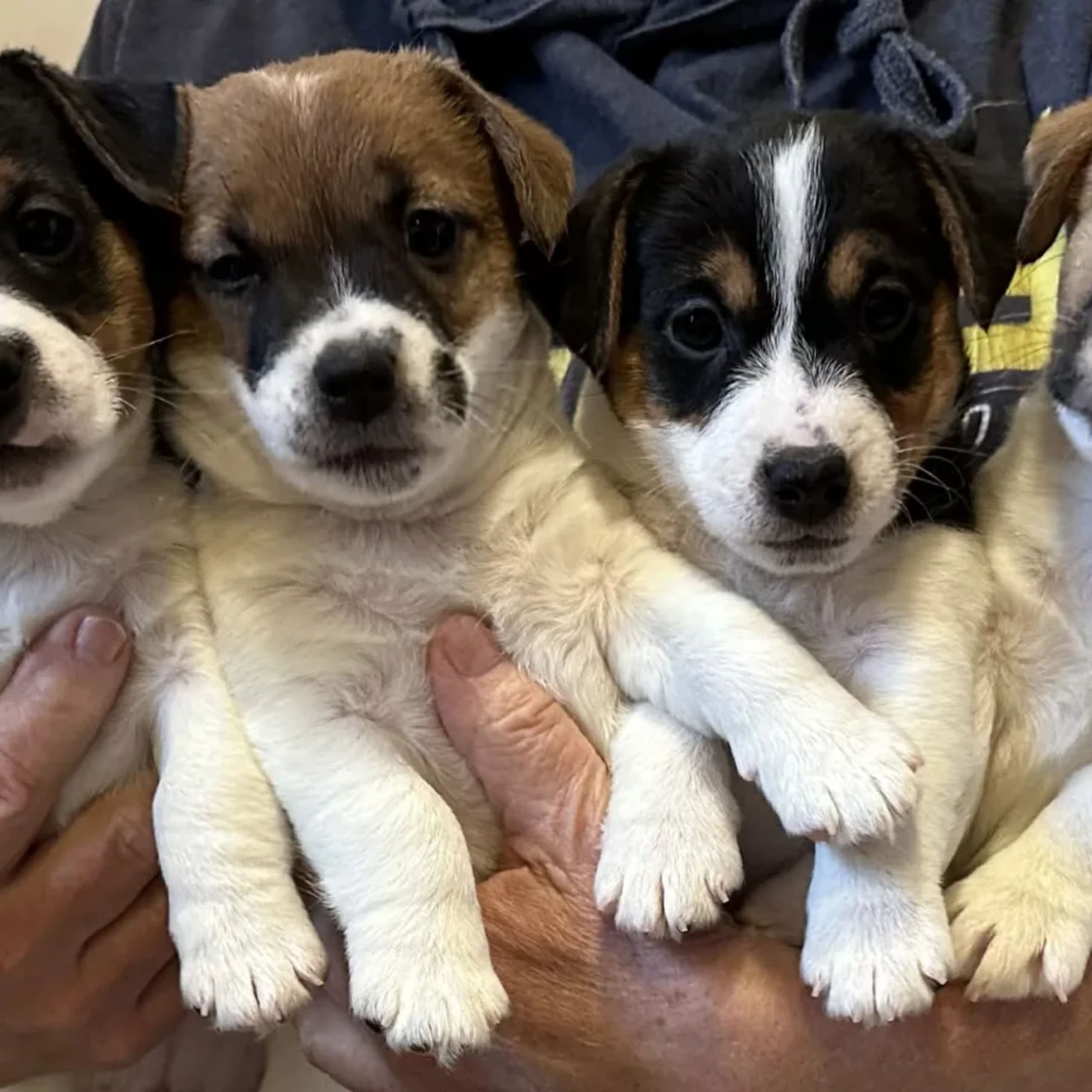 Jack Russell Terrier