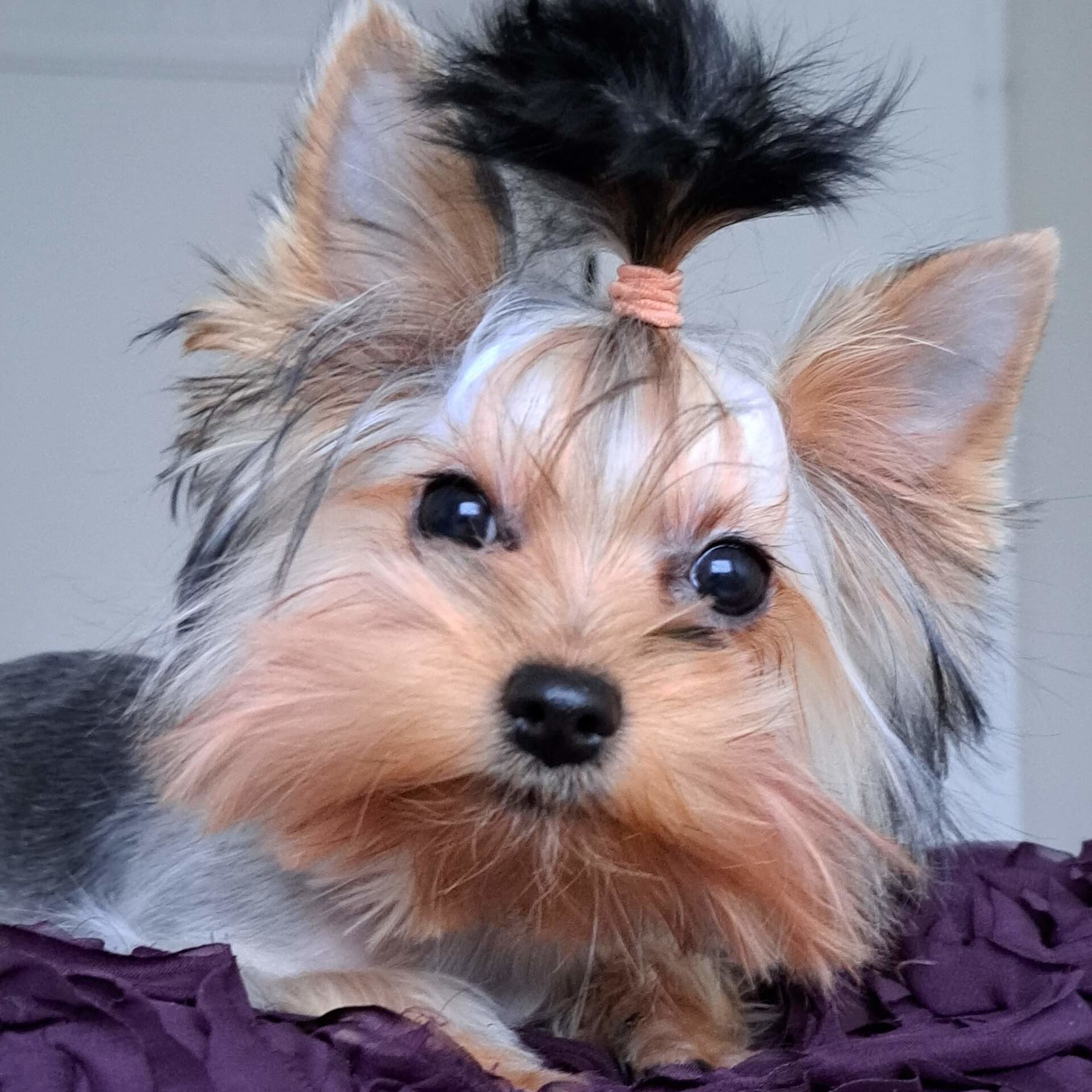Yorkshireterrier