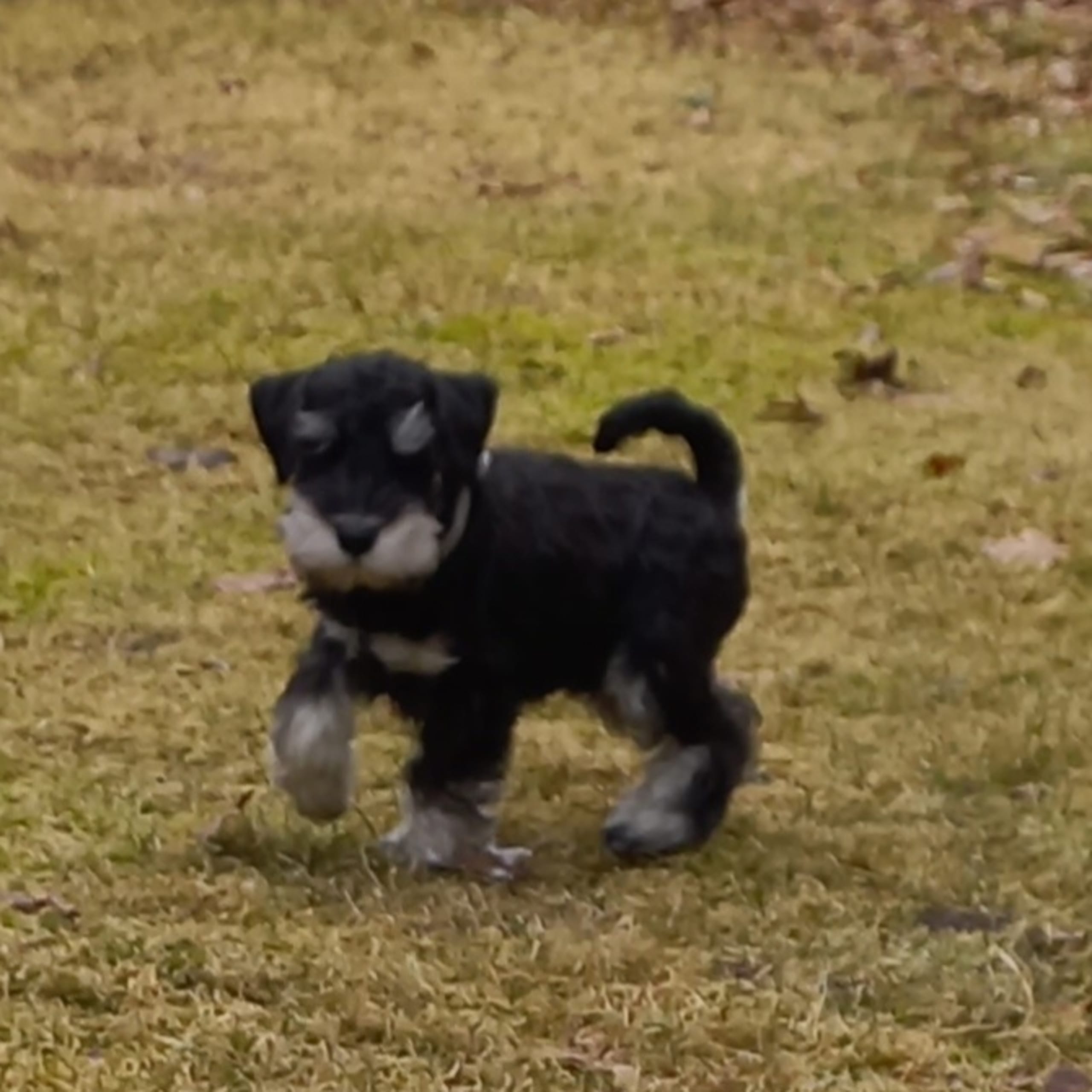 Miniature Schnauzer
