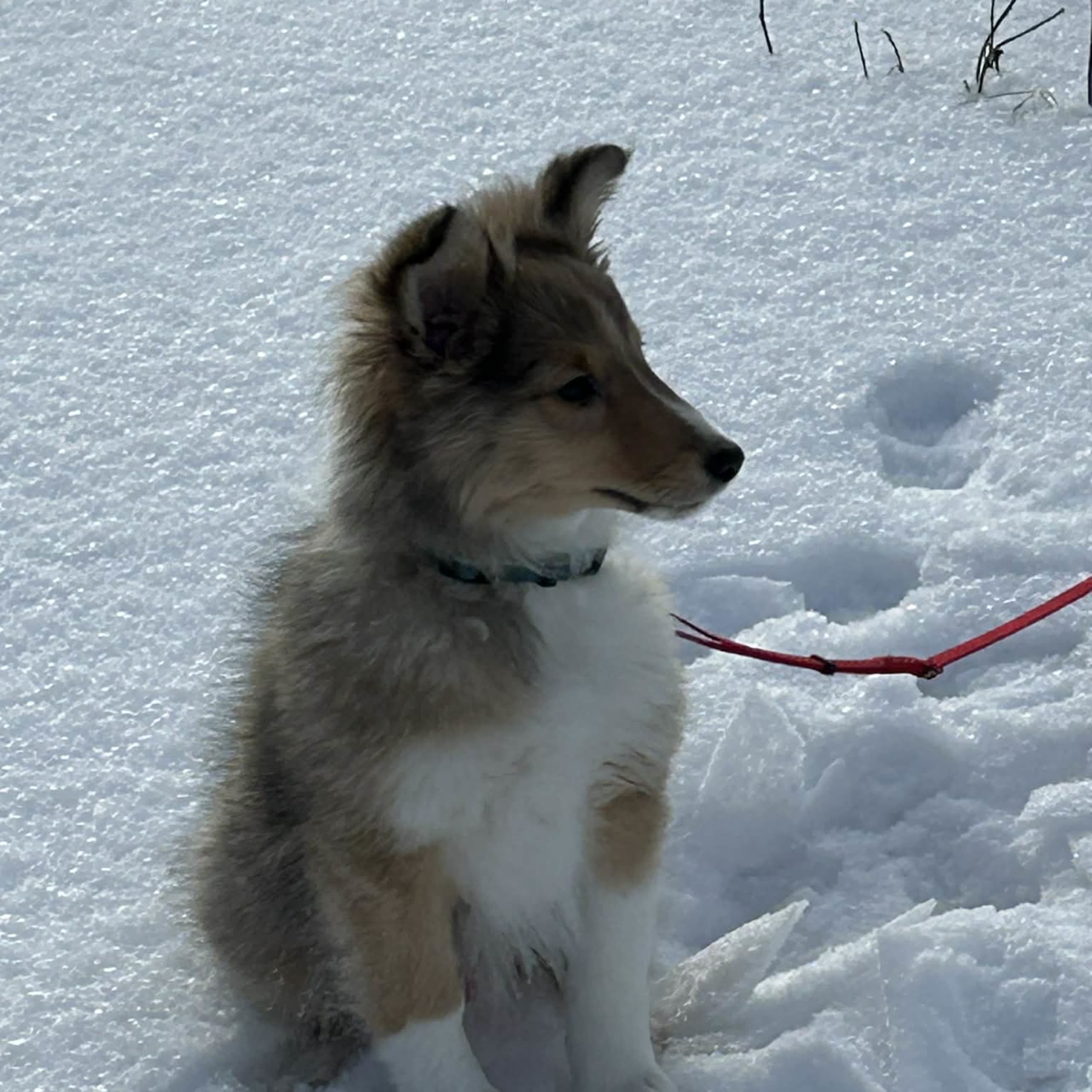 Shetland sheepdog