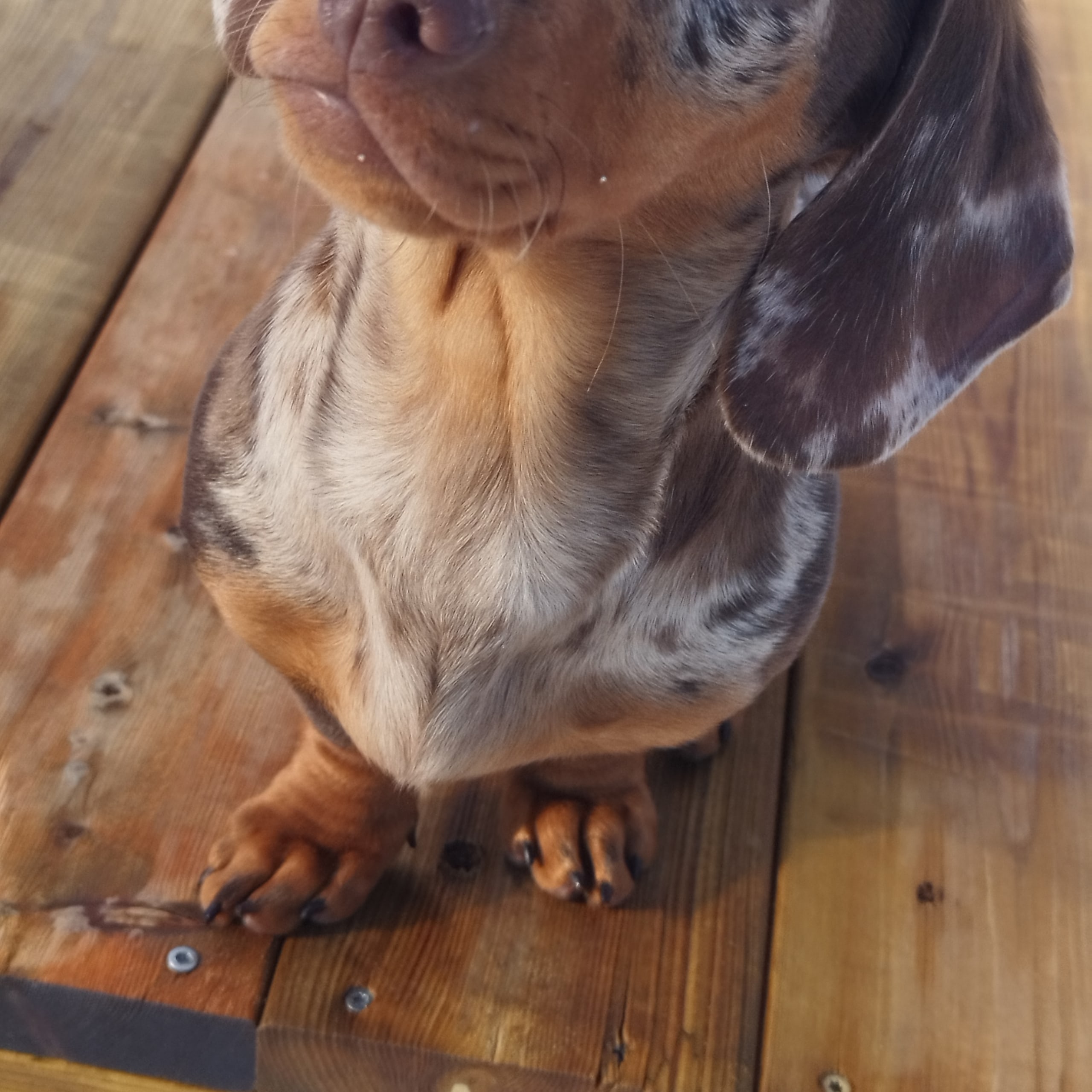 Dachshund