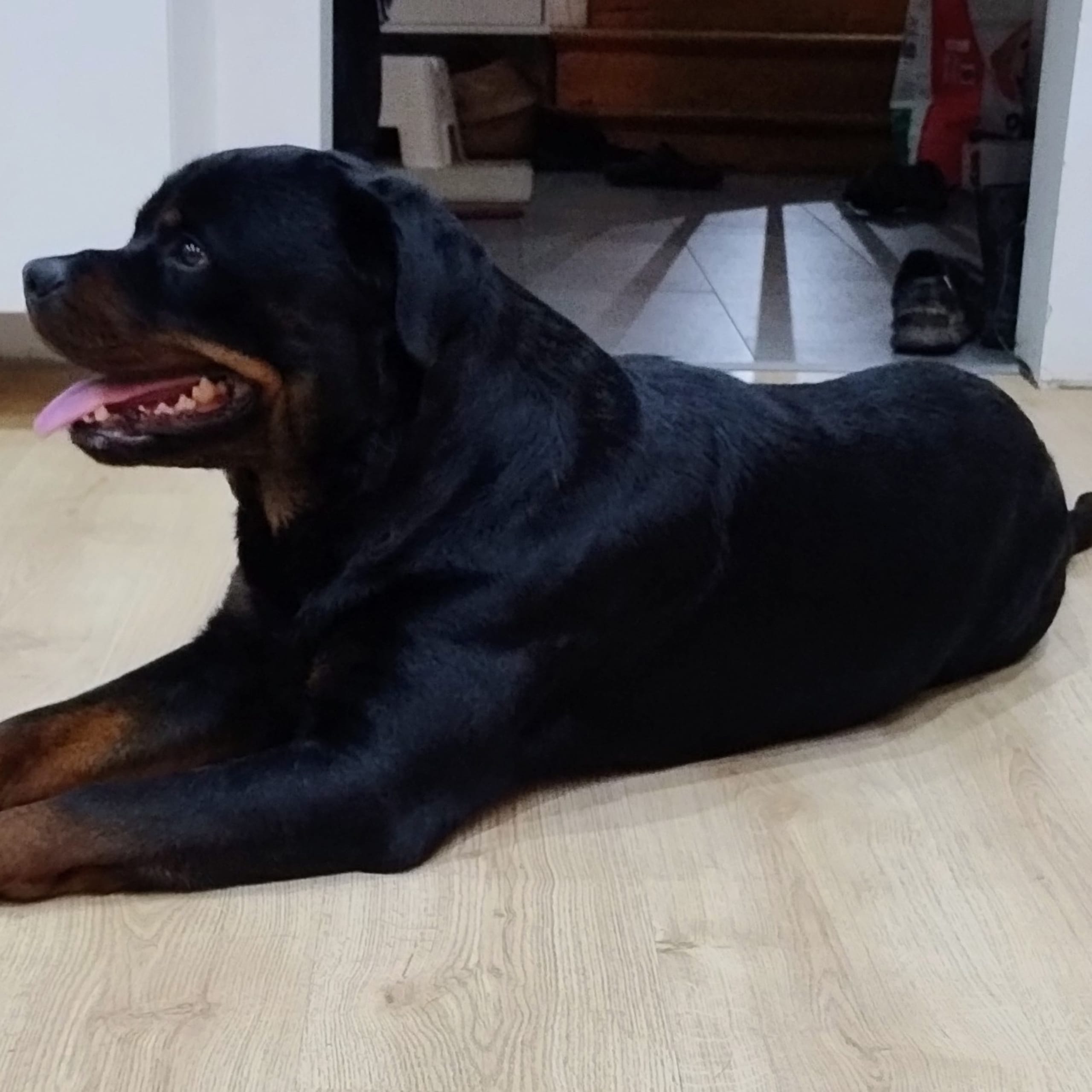 Rottweiler