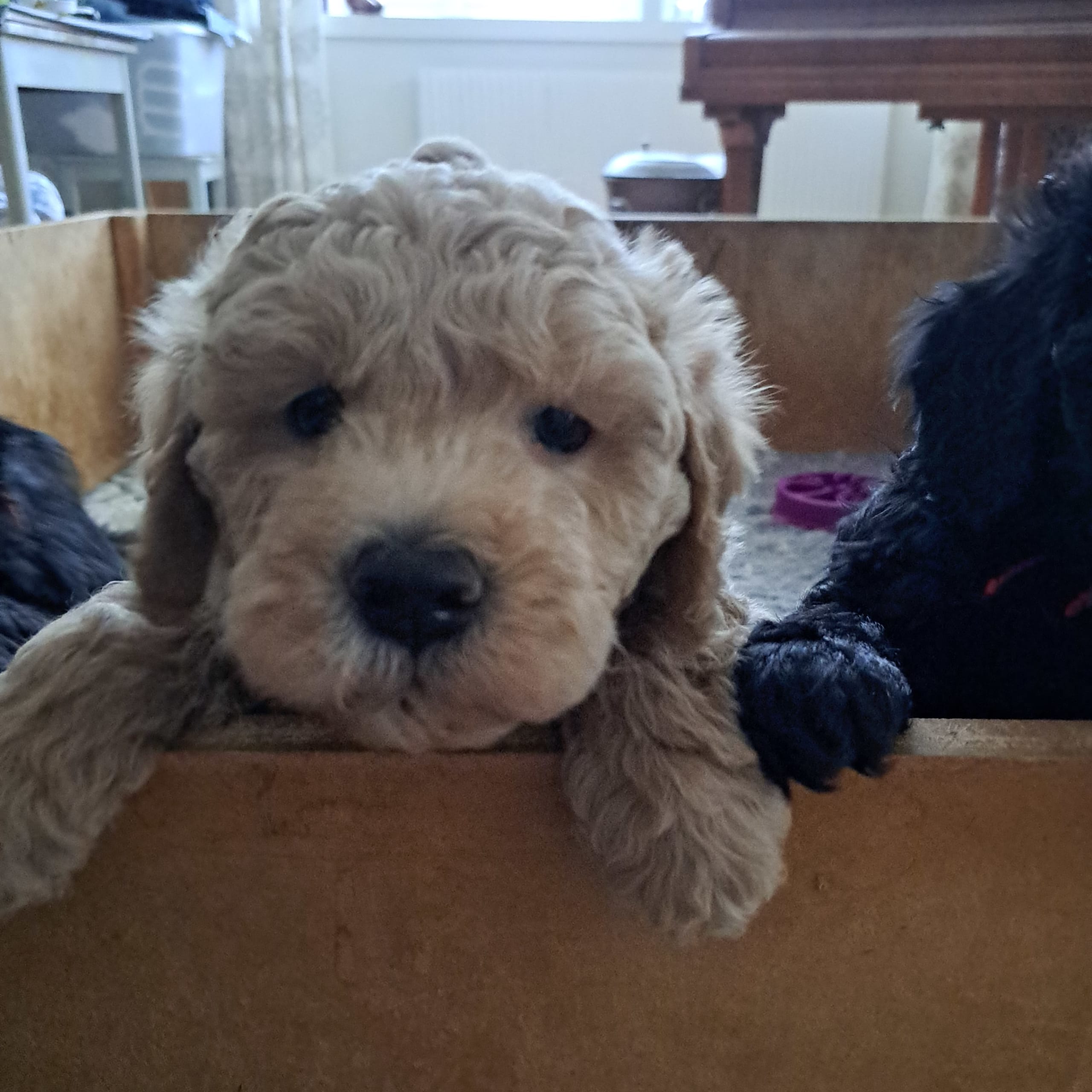 multigen Labradoodle