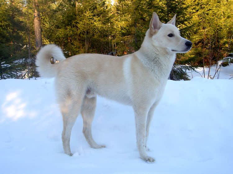 All about Canaan Dog