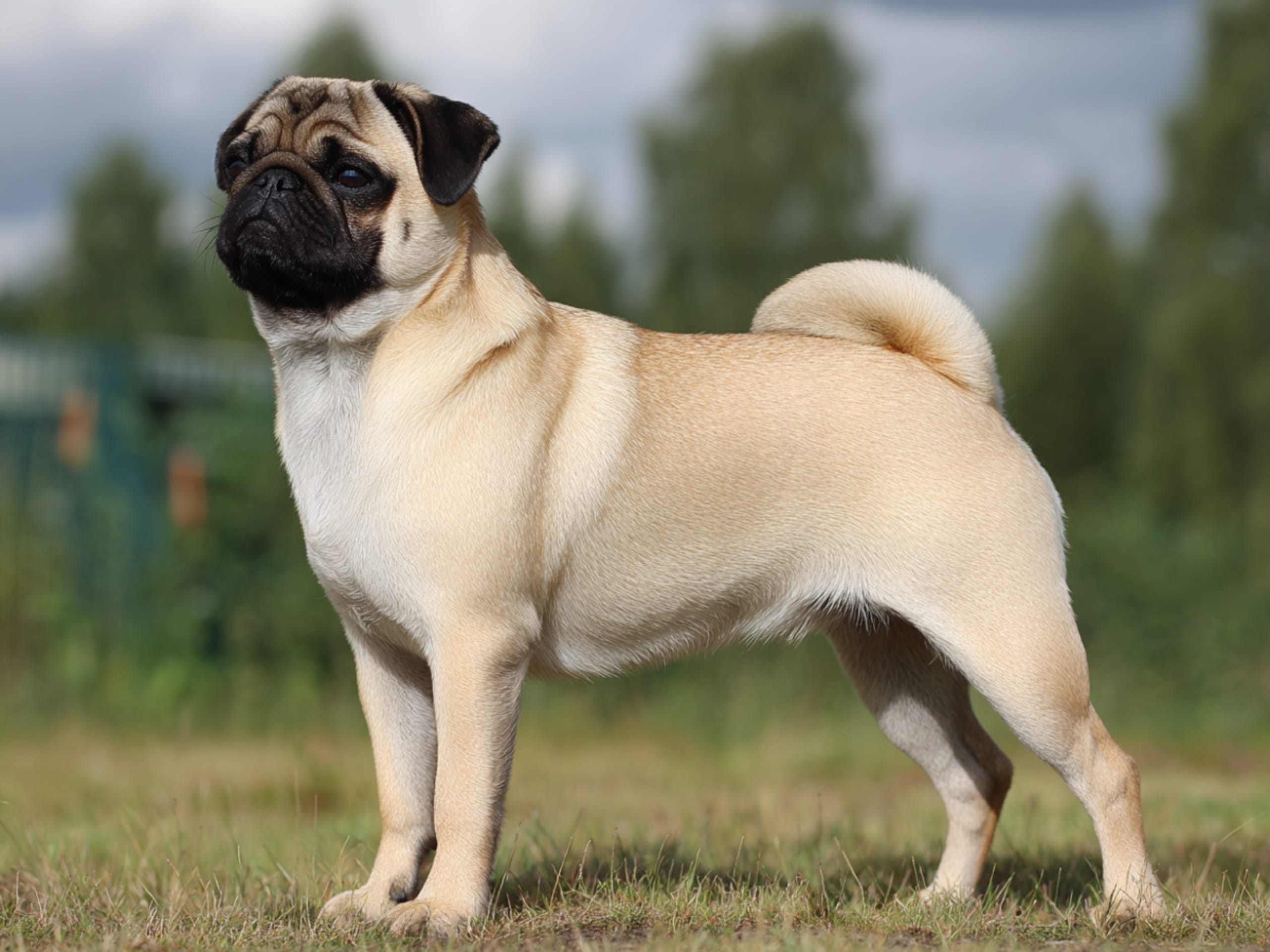 Mops