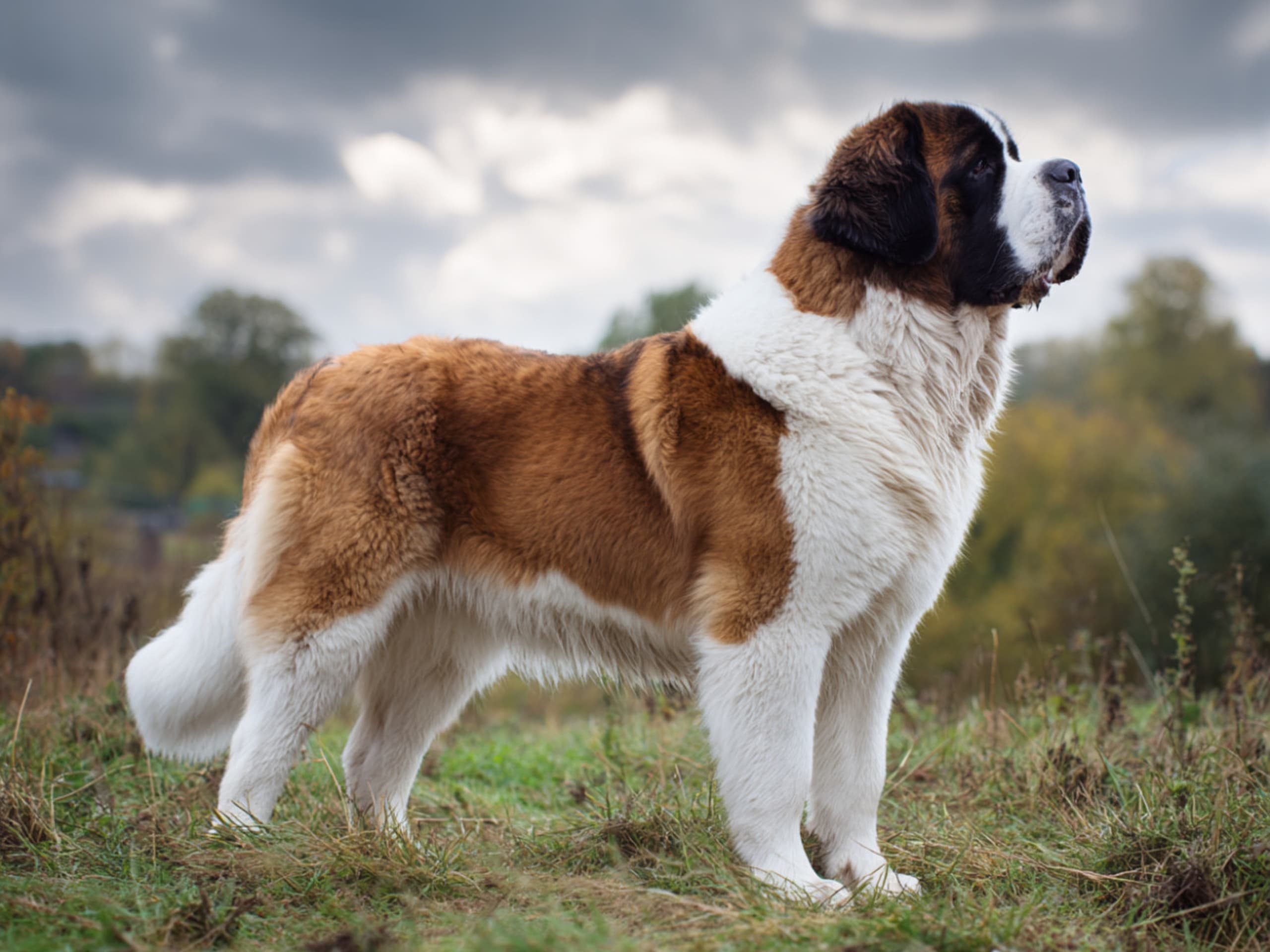 Sanktbernhardshund