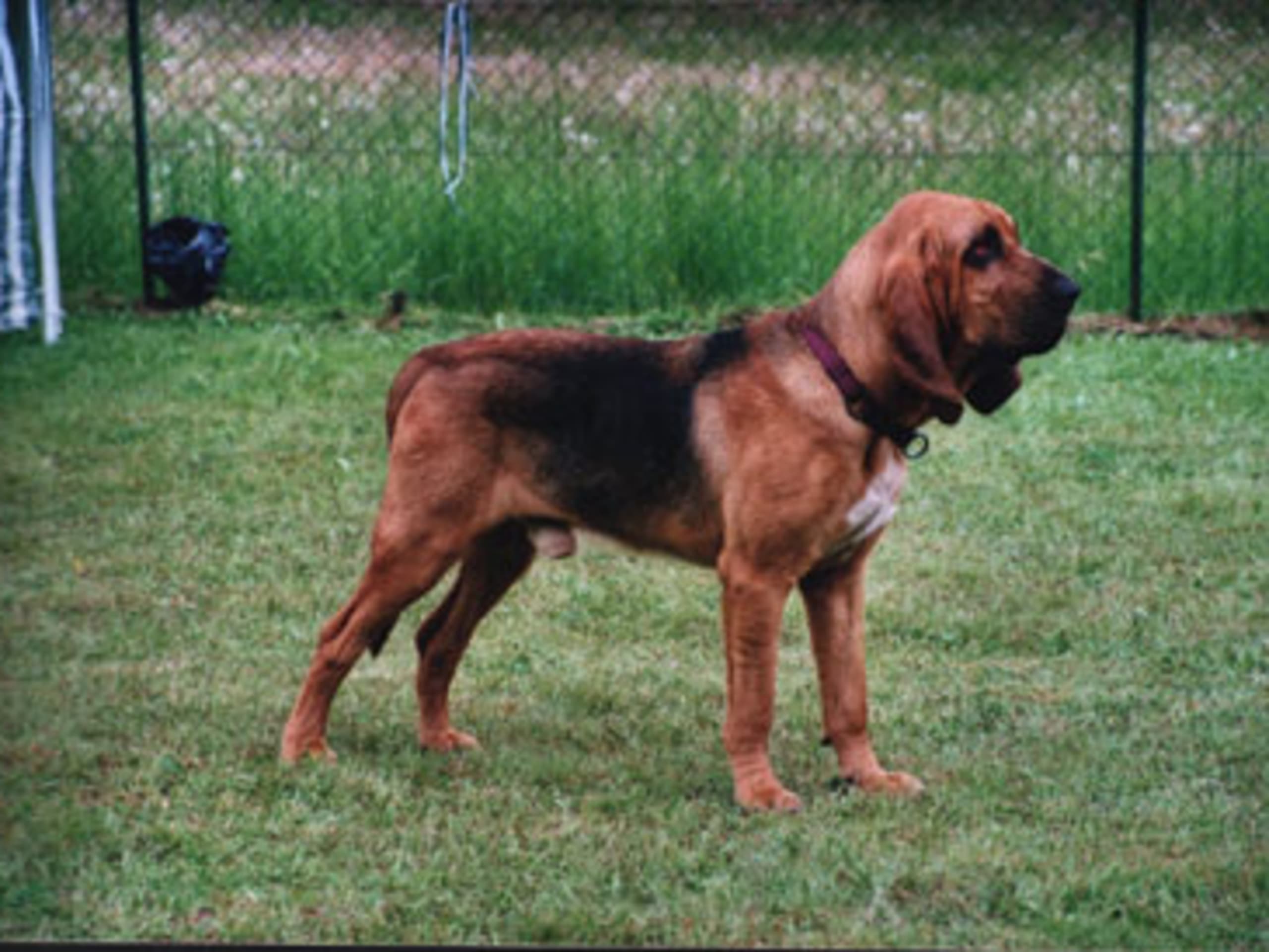 Blodhound