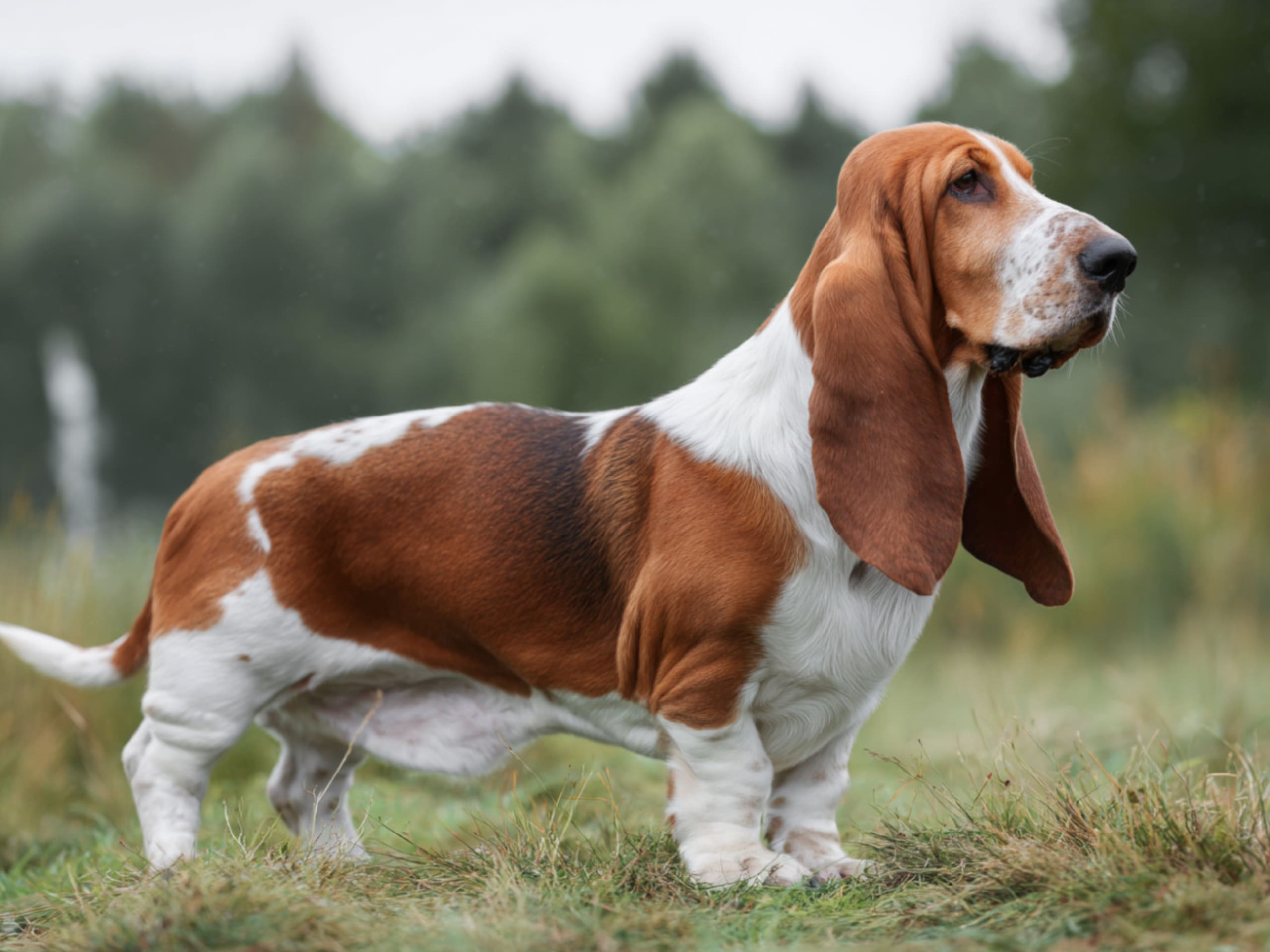 Basset hound