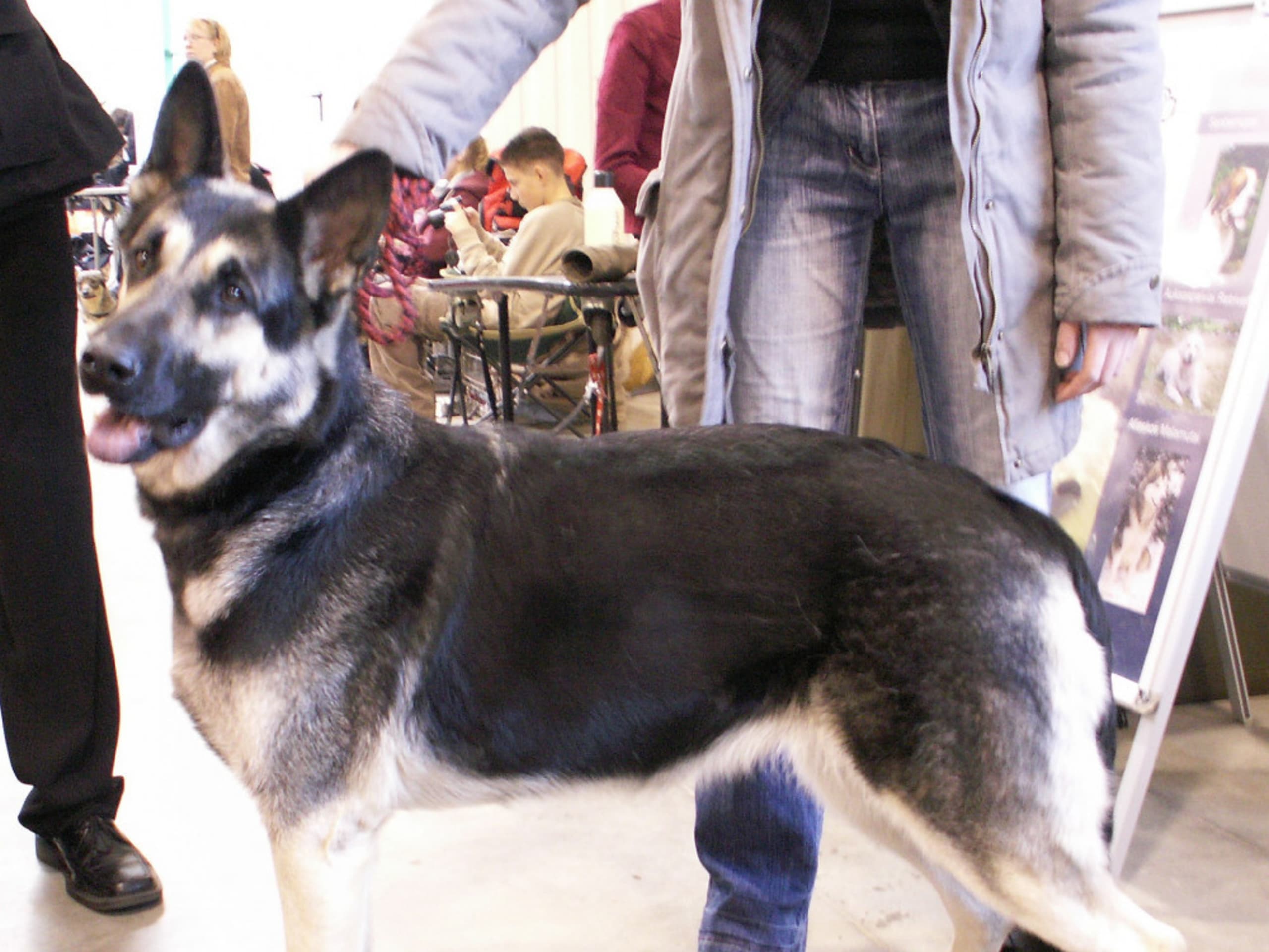 Østeuropæisk hyrdehund