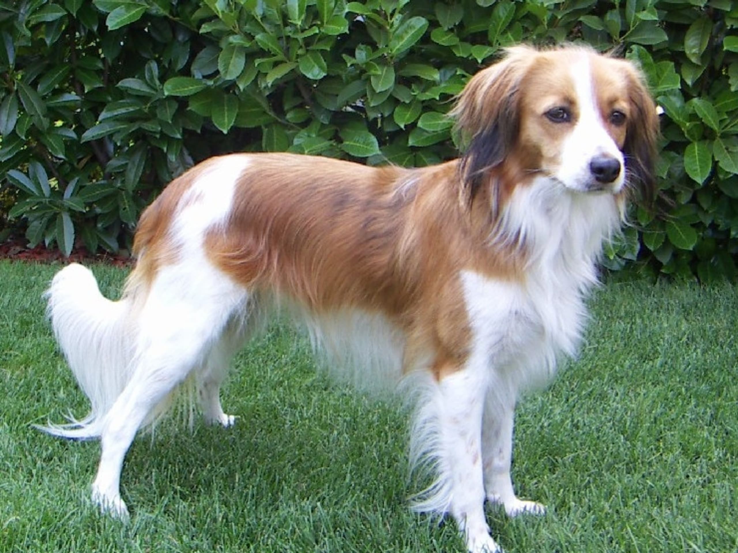 Nederlandsk kooikerhond